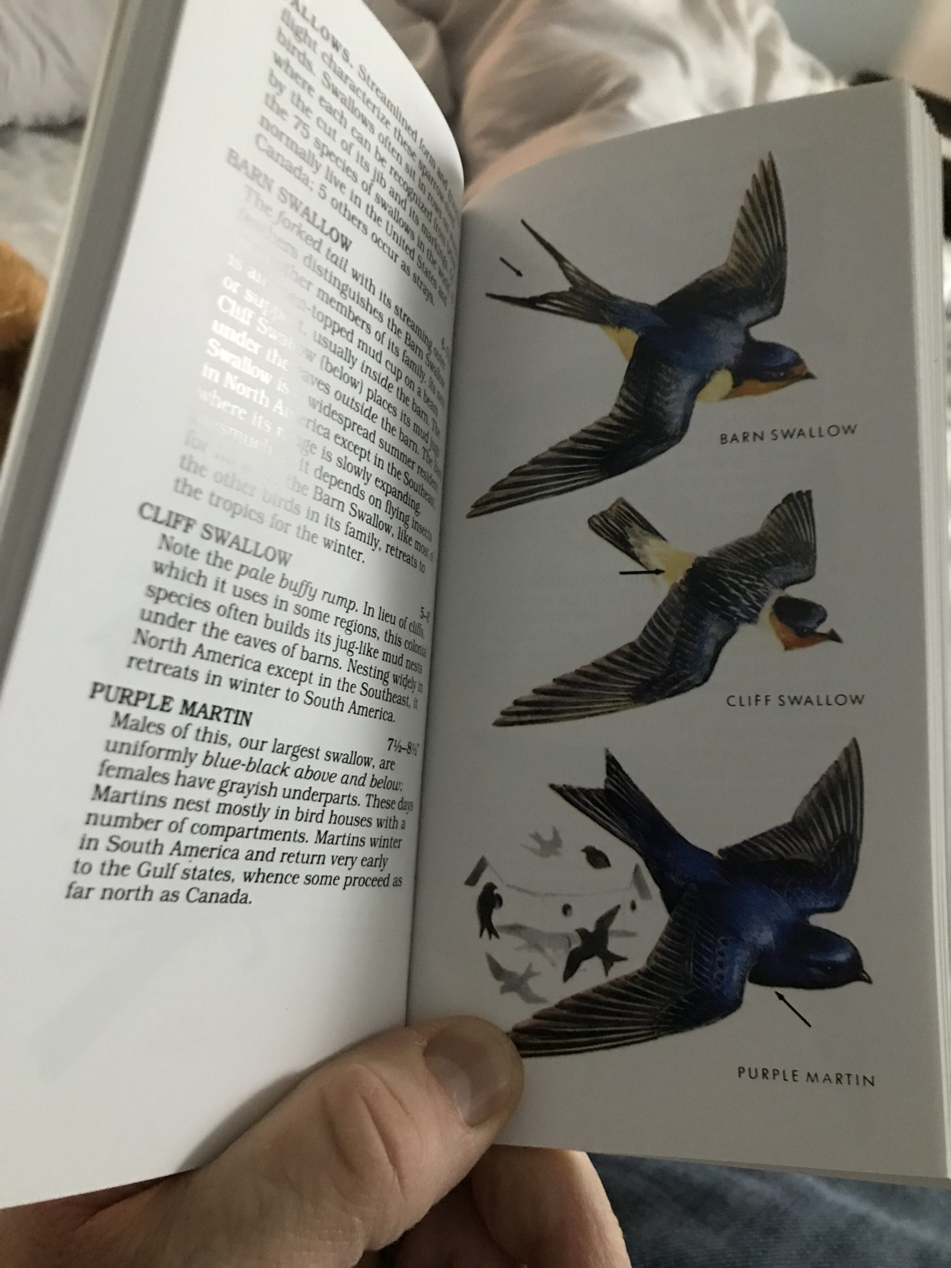 Peterson First Guide To Birds Of North America: A Condensed Field Guide to Common North American Birds customer photo 1