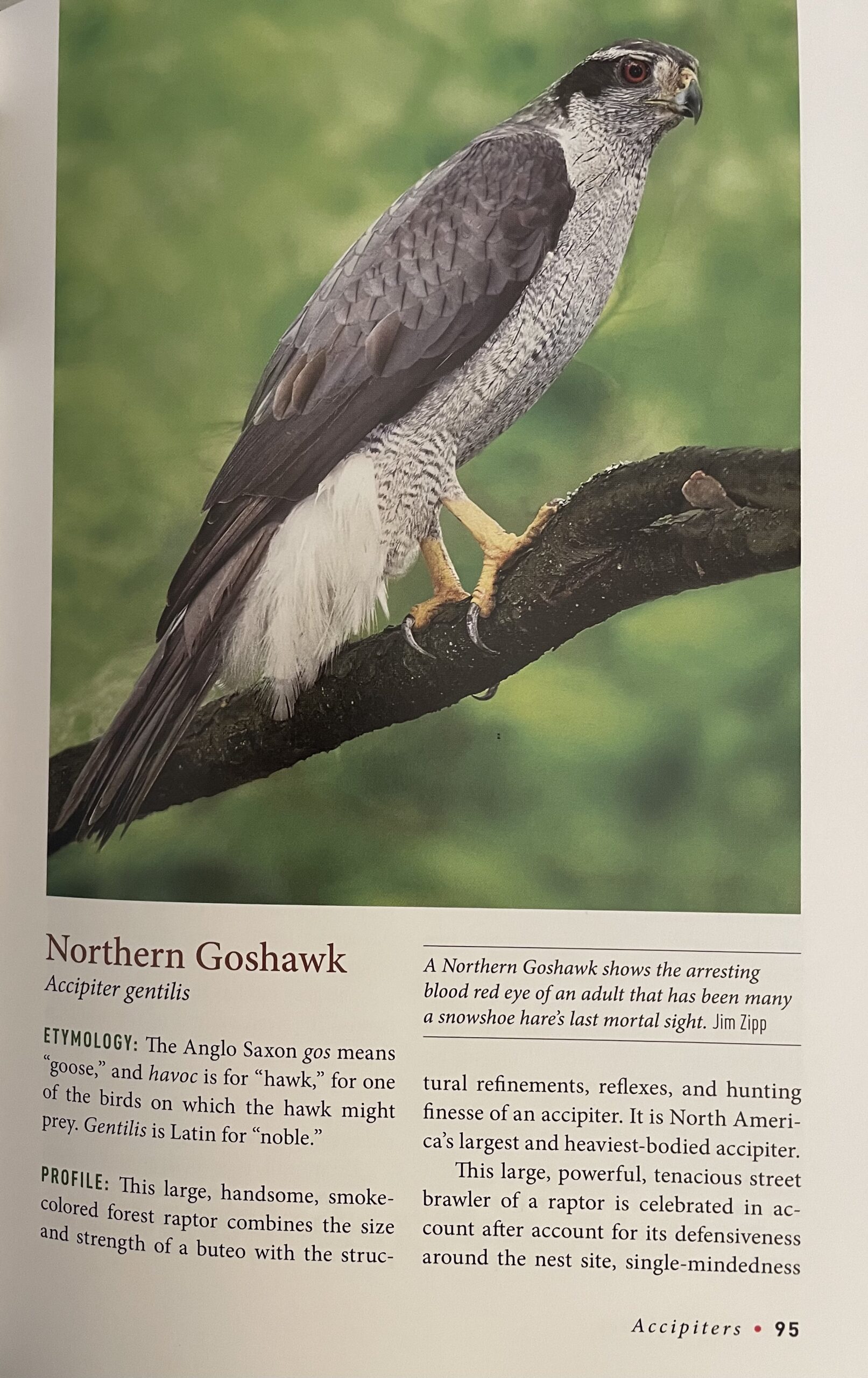 Birds Of Prey: Hawks, Eagles, Falcons, and Vultures of North America customer photo 1