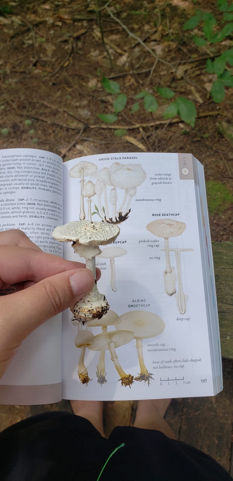 Peterson Field Guide To Mushrooms Of North America, Second Edition: The Classic Illustrated Nature Reference for Safe Foraging customer photo 2