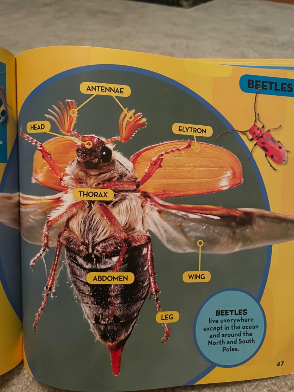 National Geographic Little Kids First Big Book of Bugs customer photo 2