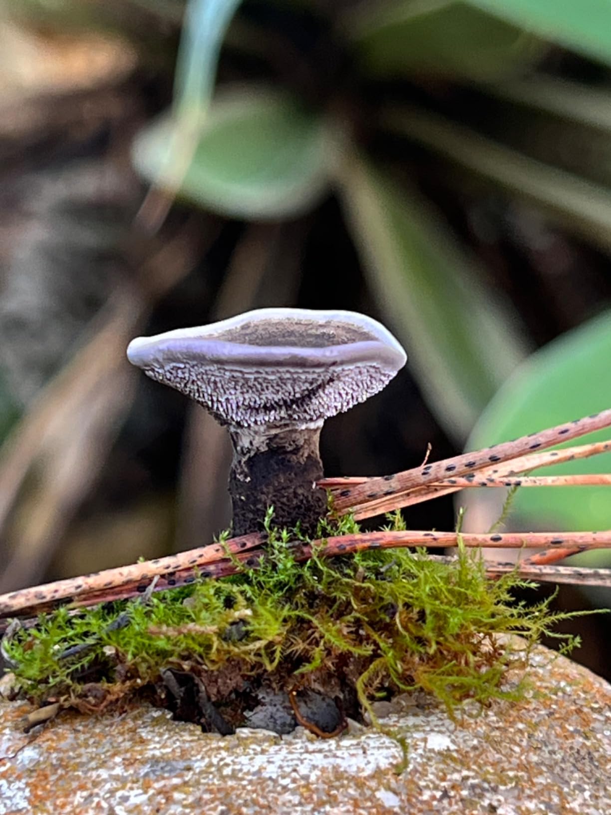 Mushrooms: How to Identify and Gather Wild Mushrooms and Other Fungi customer photo 1