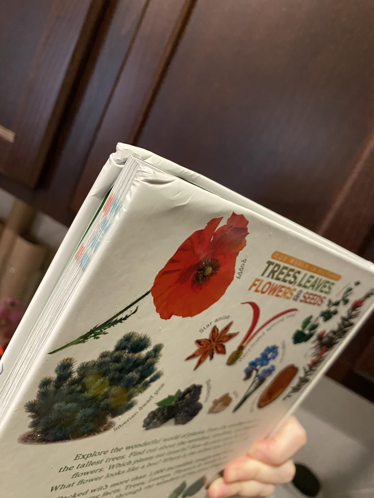 Trees, Leaves, Flowers & Seeds: A Visual Plant Encyclopedia for Kids (DK Our World in Pictures) customer photo 1