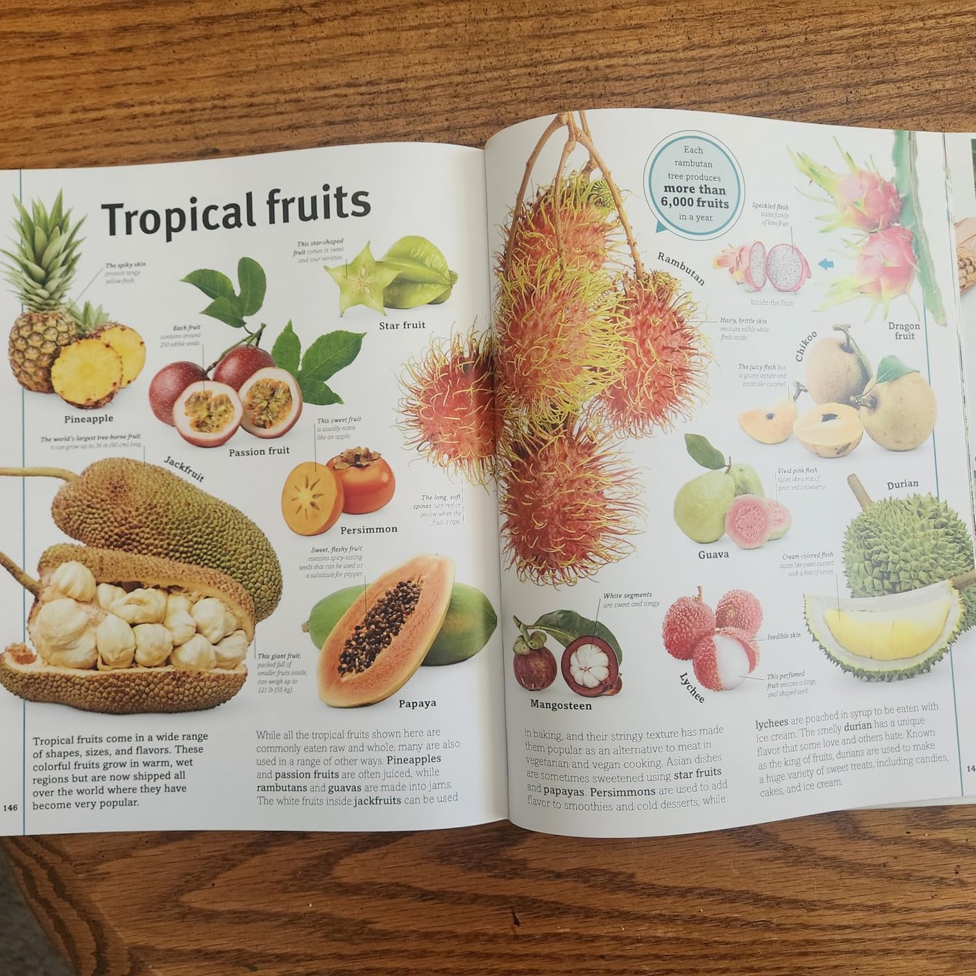 Trees, Leaves, Flowers & Seeds: A Visual Plant Encyclopedia for Kids (DK Our World in Pictures) customer photo 2