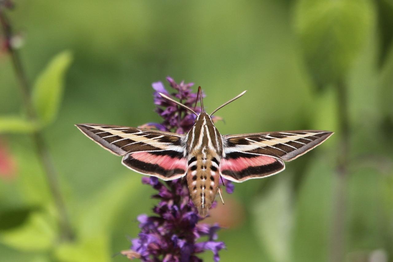 Moths: A Complete Guide to Biology and Behavior customer photo 1