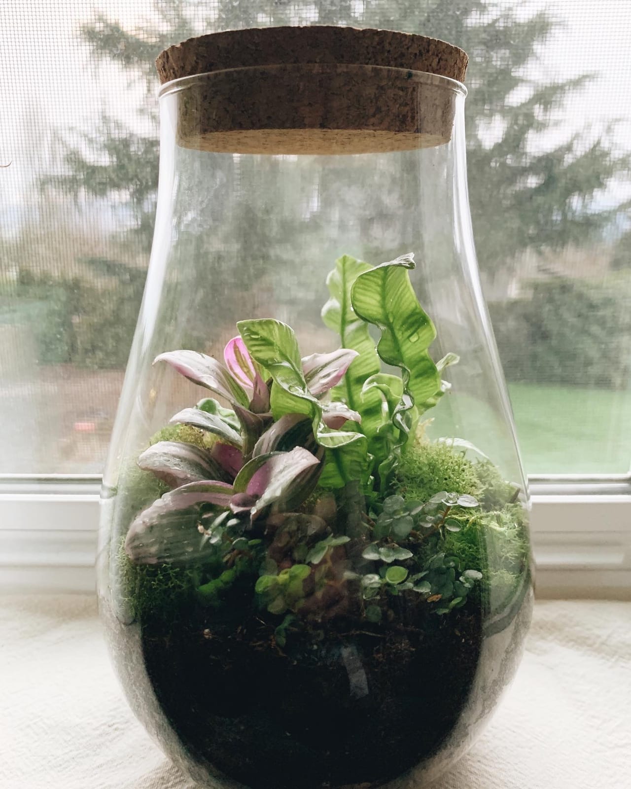 Terrariums - Gardens Under Glass: Designing, Creating, and Planting Modern Indoor Gardens customer photo 2