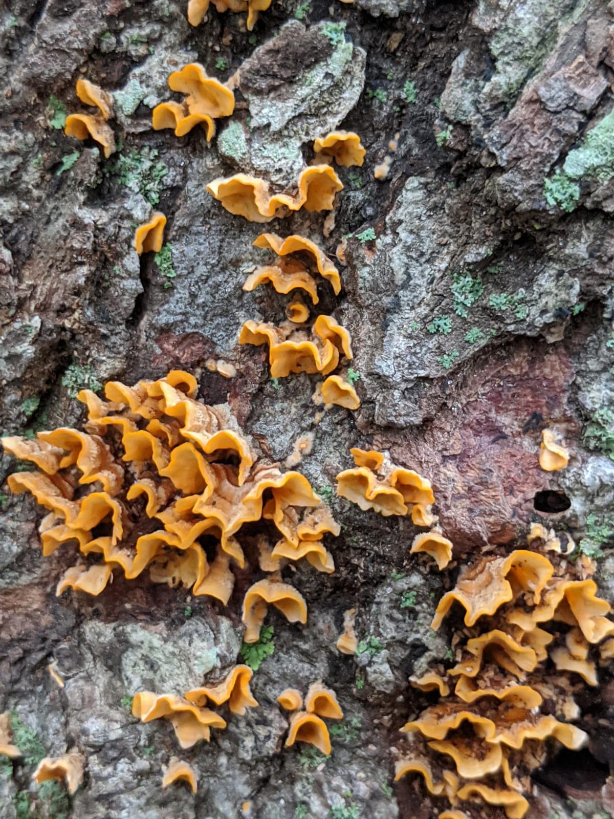 Mushrooming Without Fear: The Beginner's Guide to Collecting Safe and Delicious Mushrooms customer photo 1