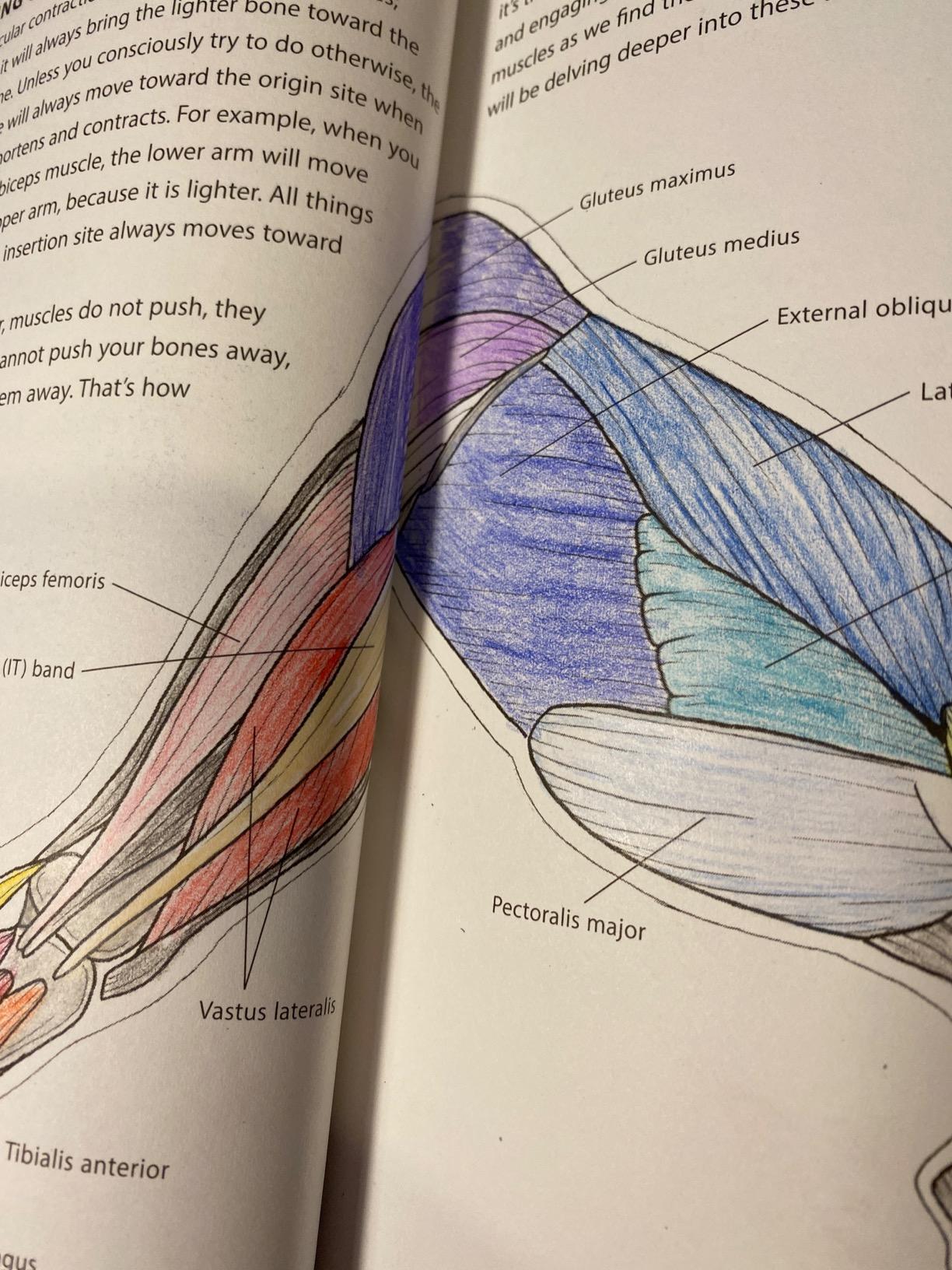 Yoga Anatomy Coloring Book: A Visual Guide to Form, Function, and Movement - An Educational Anatomy Coloring Book for Medical Students, Yoga Enthusiasts, Teachers & Adults (Volume 1) customer photo 1