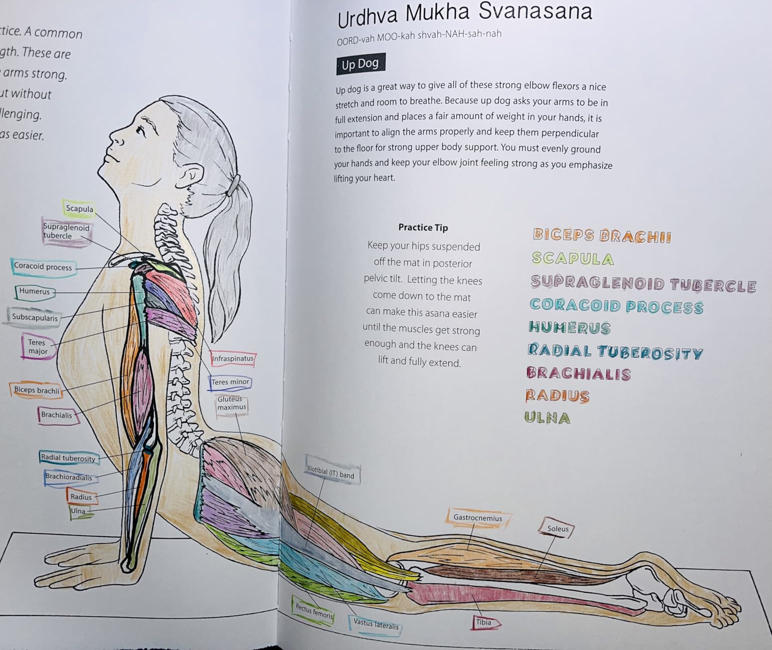 Yoga Anatomy Coloring Book: A Visual Guide to Form, Function, and Movement - An Educational Anatomy Coloring Book for Medical Students, Yoga Enthusiasts, Teachers & Adults (Volume 1) customer photo 2