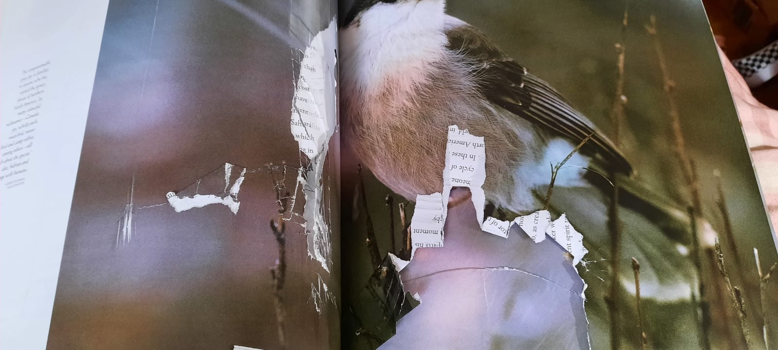 Bird Brains: The Intelligence of Crows, Ravens, Magpies, and Jays customer photo 1