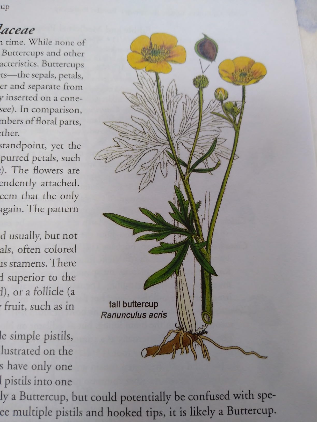 Botany in a Day: The Patterns Method of Plant Identification customer photo 1