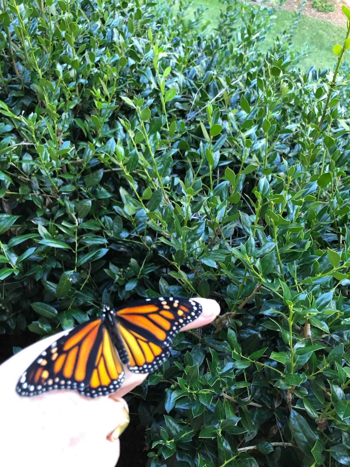 The Monarch: Saving Our Most-Loved Butterfly customer photo 1