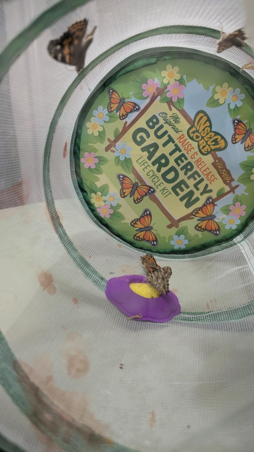 Insect Lore Raise and Release Butterfly Garden Kit – Caterpillar Habitat with redeemable Voucher – STEM-accredited Butterfly Growing Kit for Kids, Classrooms, and Homeschool Learning customer photo 2