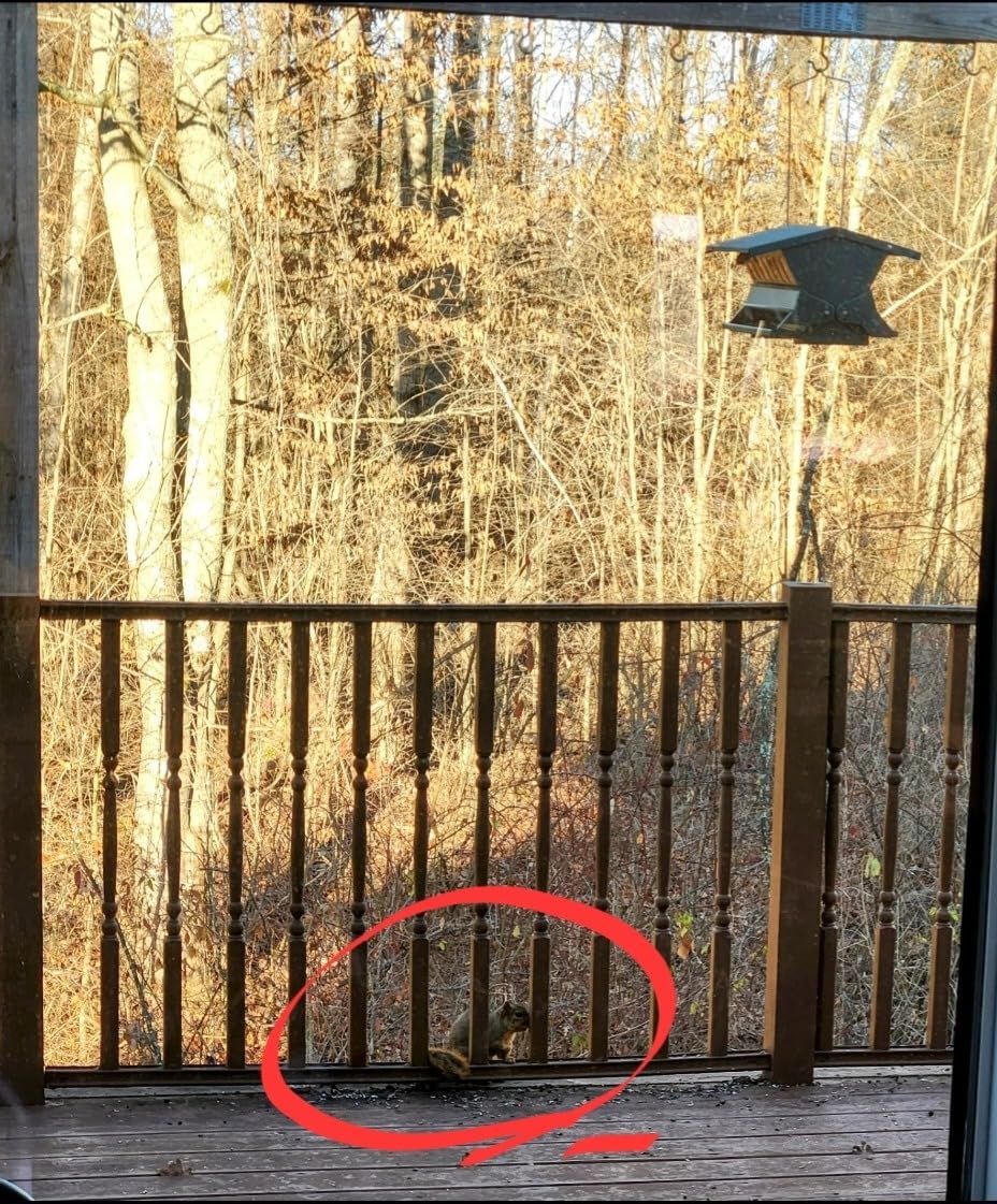 Woodlink Absolute II Squirrel Resistant Bird Feeder with Weight-Activated Perches, 12 lbs Seed Capacity customer photo 1