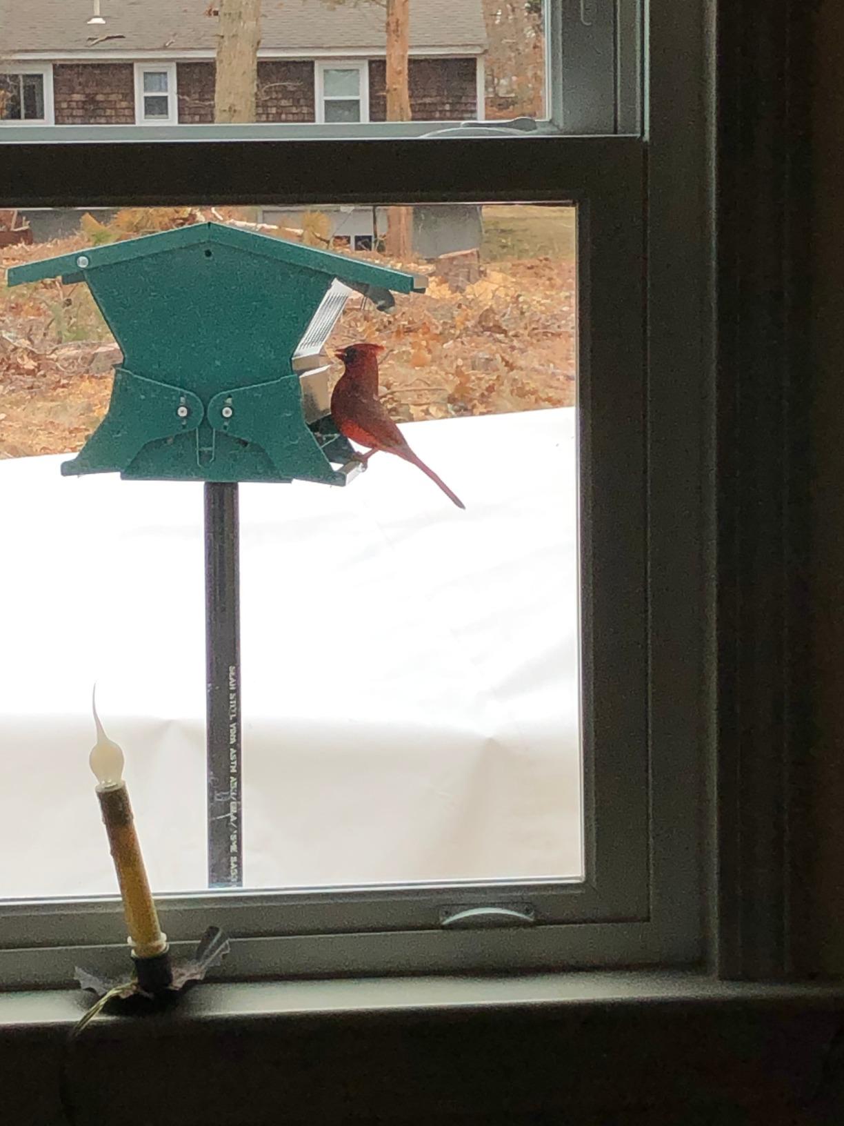 Woodlink Absolute II Squirrel Resistant Bird Feeder with Weight-Activated Perches, 12 lbs Seed Capacity customer photo 2