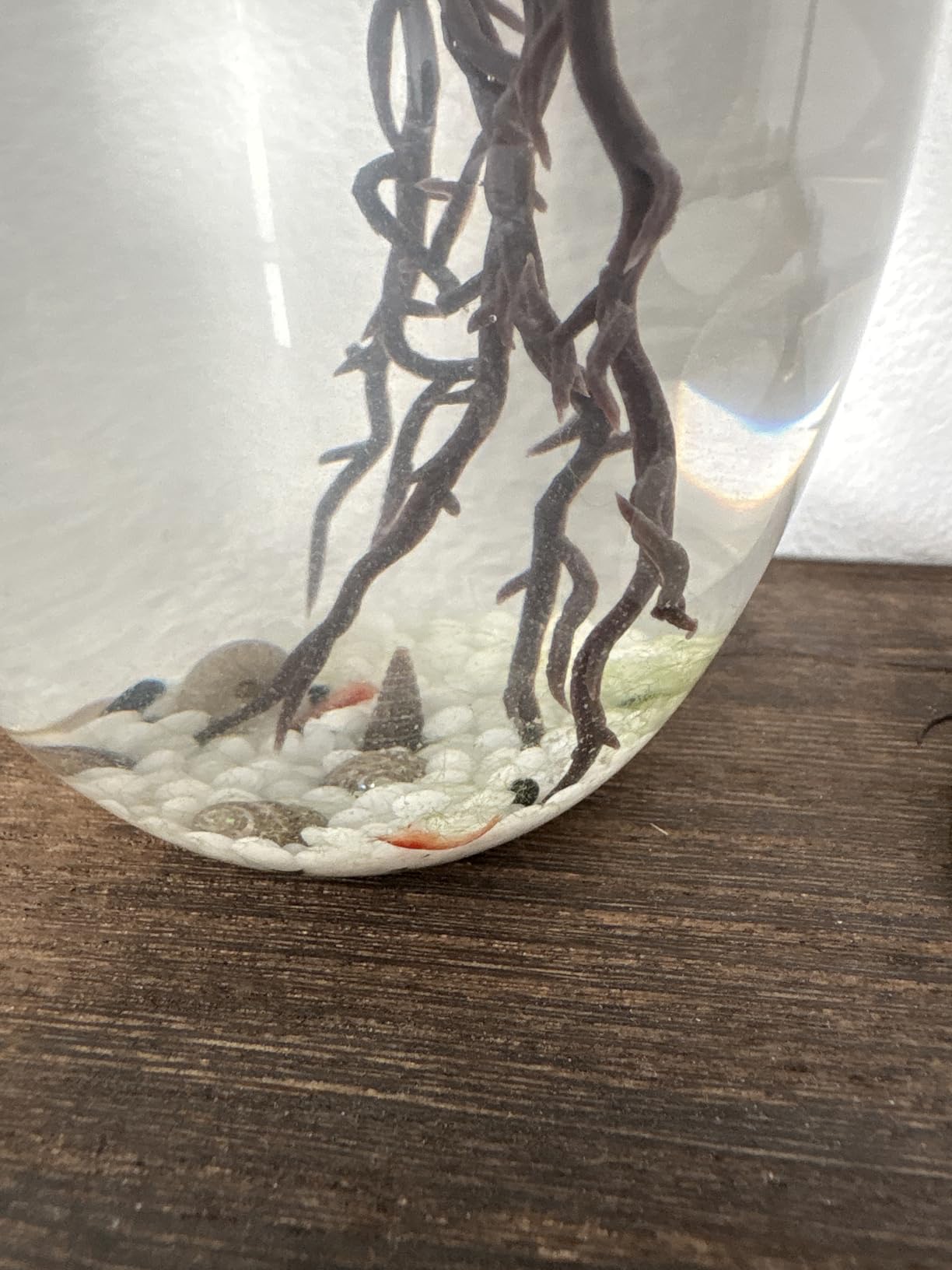 Ecosystem - Closed Ecosystem, Small Oval 5