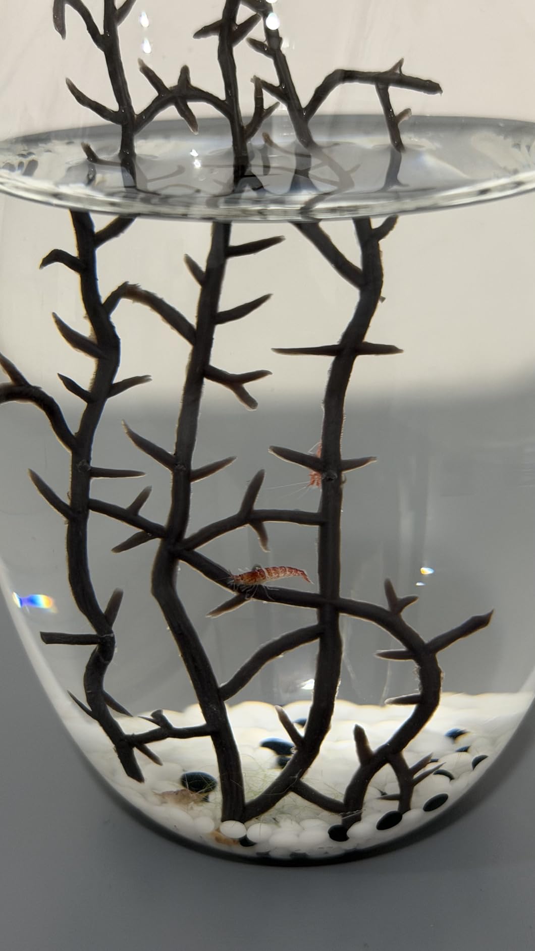 Ecosystem - Closed Ecosystem, Small Oval 5