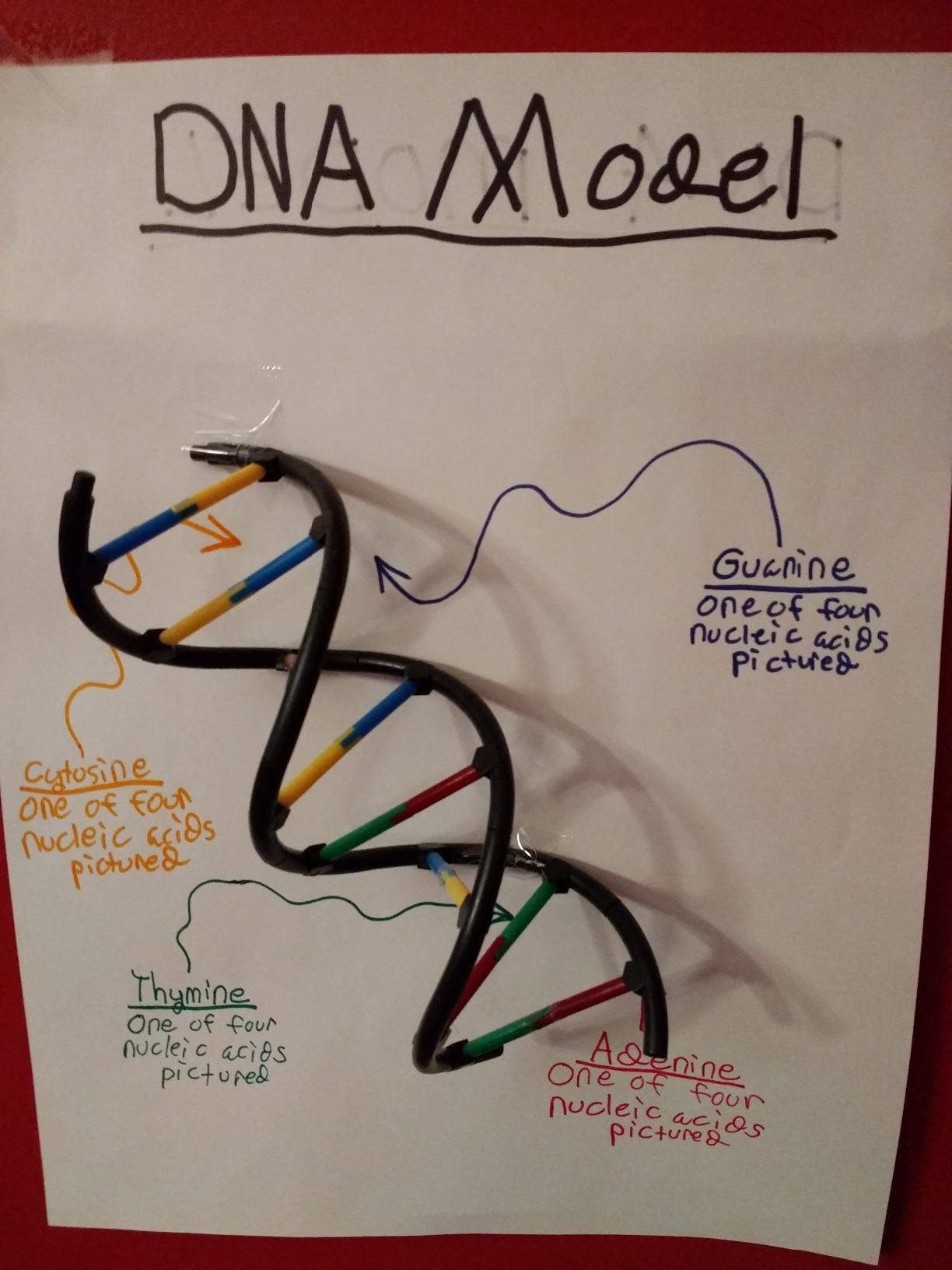 Thames & Kosmos Biology Genetics and DNA Multicolor, med customer photo 2