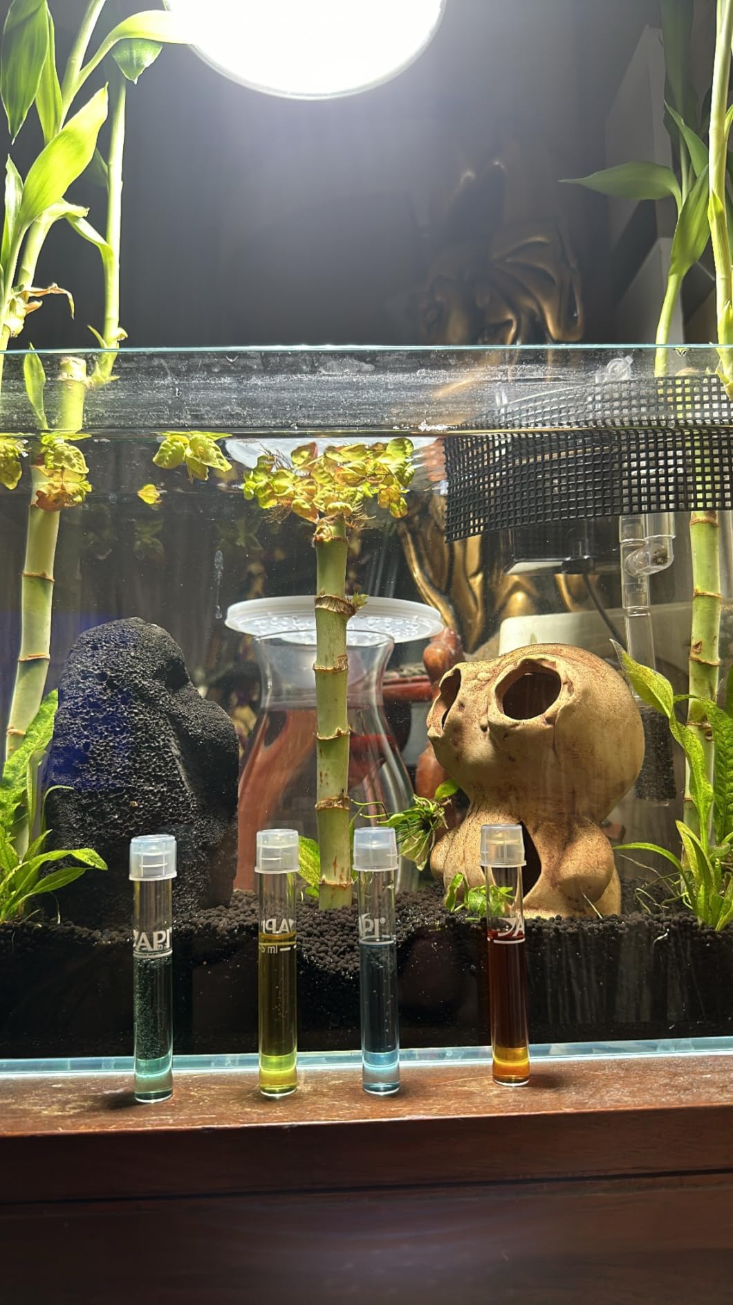 API BETTA WATER CONDITIONER Betta Fish Freshwater Aquarium Water Conditioner 1.7-Ounce Bottle customer photo 1