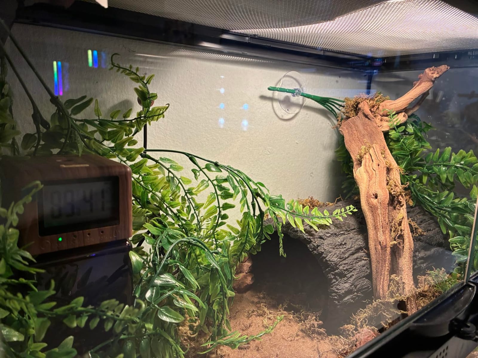 Exo Terra Forest Branch Small - Natural Wood Terrarium Decoration | For Reptiles, Amphibians & Small Pets customer photo 2