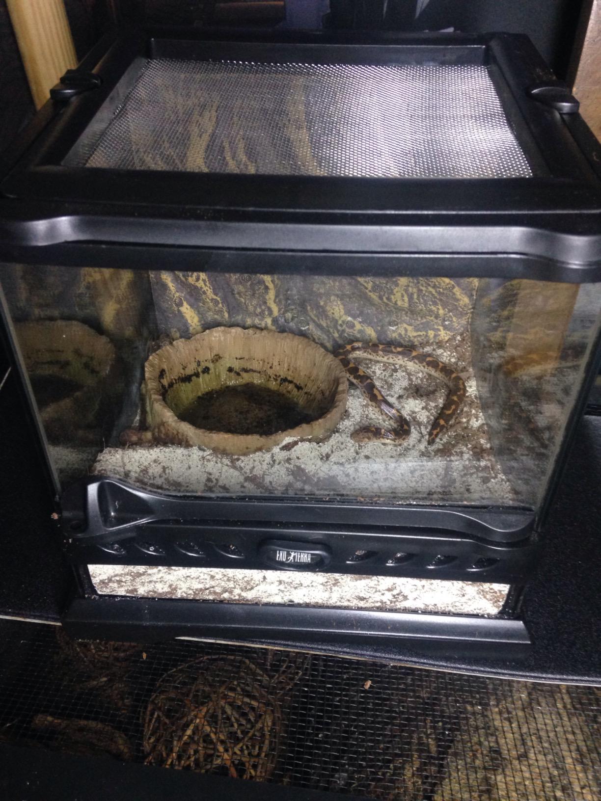 Exo Terra Glass Nano Terrarium Kit for Reptiles and Amphibians, Nano Tall - 8 x 8 x 12 Inches customer photo 1