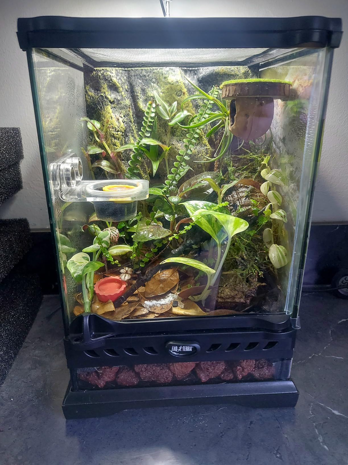 Exo Terra Glass Nano Terrarium Kit for Reptiles and Amphibians, Nano Tall - 8 x 8 x 12 Inches customer photo 2