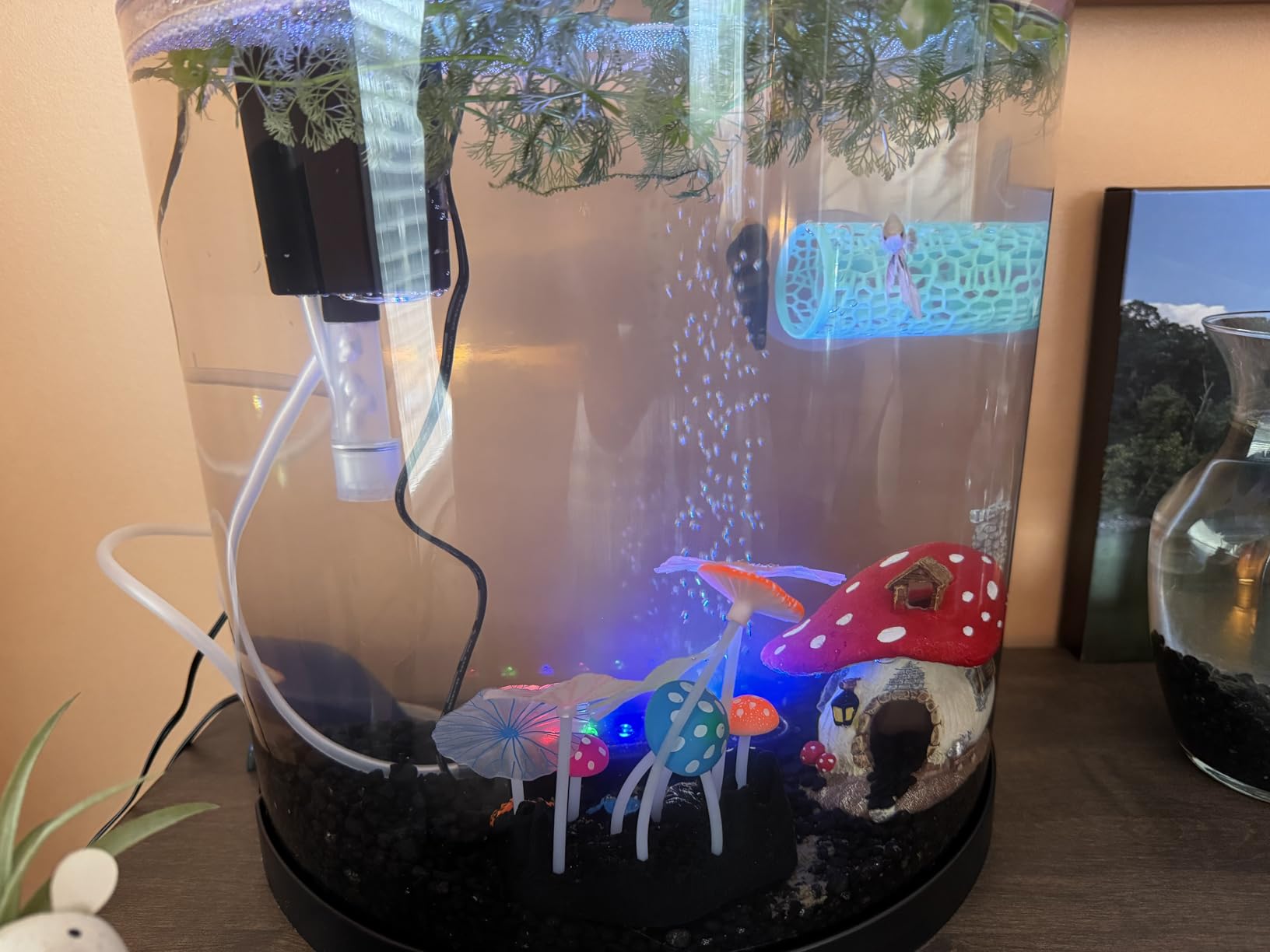 Tetra Half-Moon 3 Gallon Starter Fish Tank Kit | Aquarium Kit Includes Bubbling LED Air Stone, 3 Gallon Acrylic Tank, Filter & Cartridge, Air Pump, For Small Freshwater Fish customer photo 1