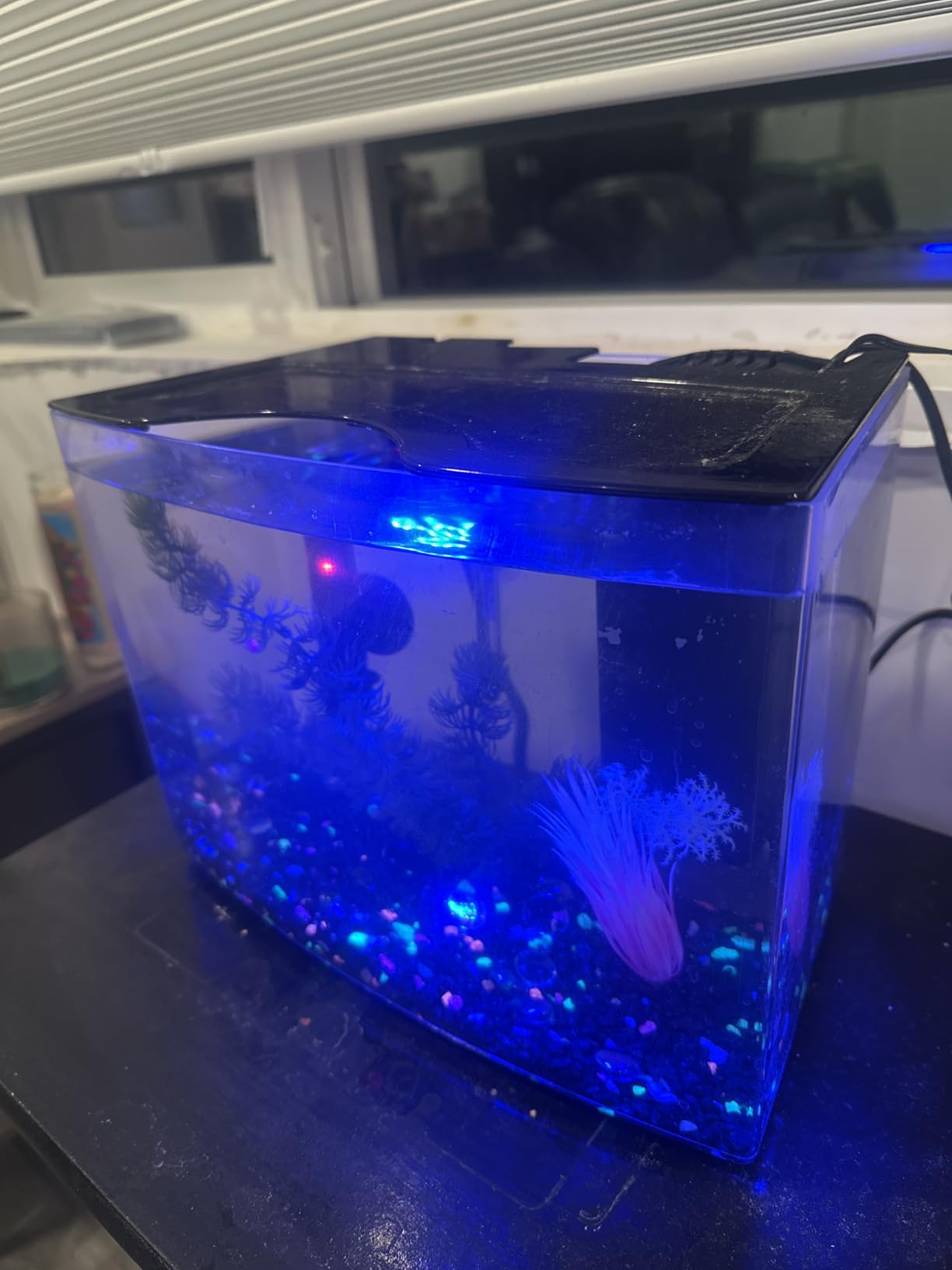 Tetra Half-Moon 3 Gallon Starter Fish Tank Kit | Aquarium Kit Includes Bubbling LED Air Stone, 3 Gallon Acrylic Tank, Filter & Cartridge, Air Pump, For Small Freshwater Fish customer photo 2
