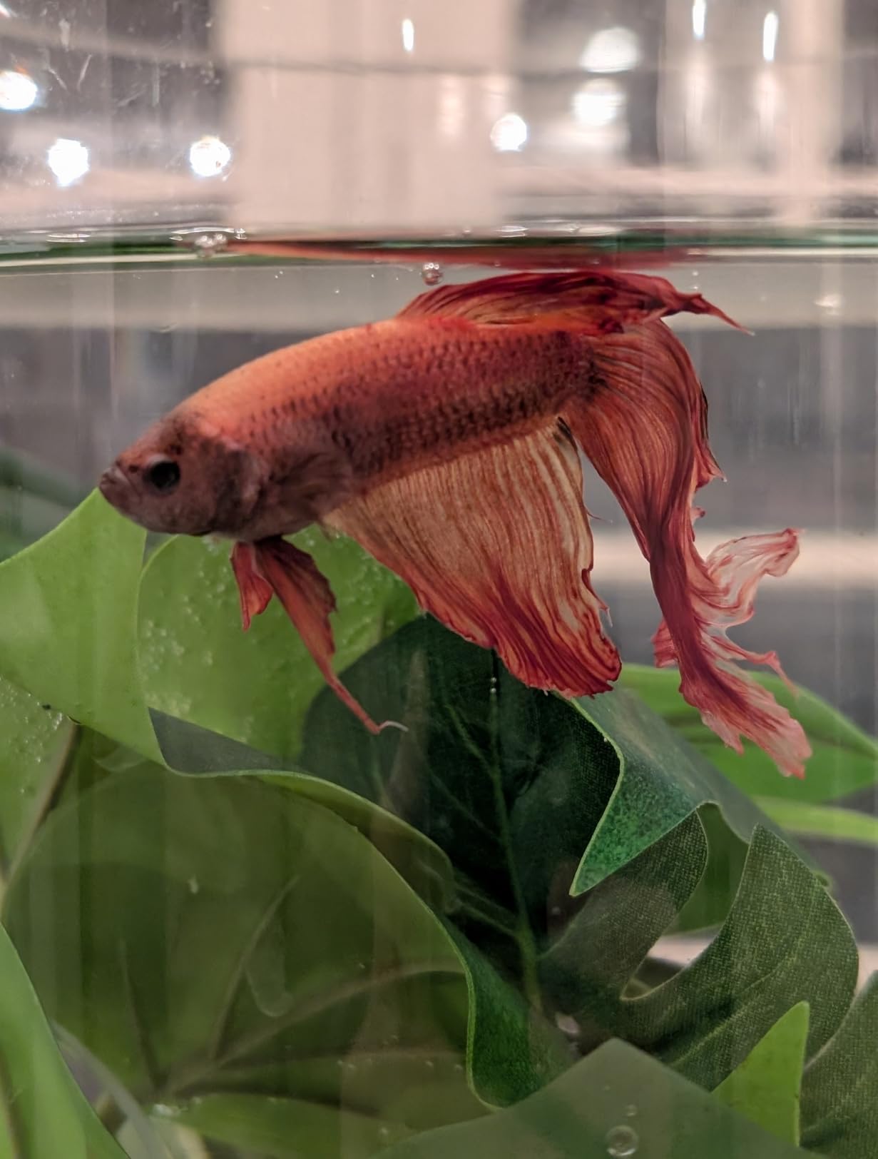 TetraBetta PLUS Floating Mini Pellets, Fish Food With Natural Color Enhancer, 1.2 ounces customer photo 1