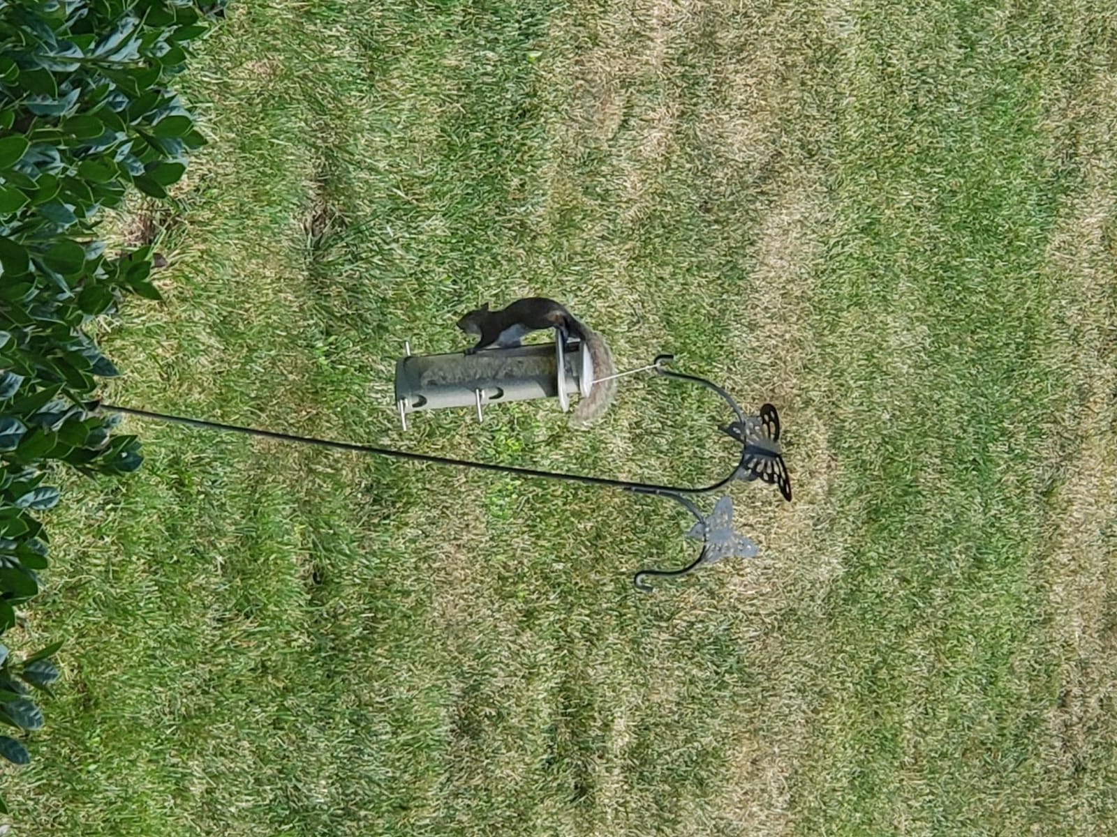 More Birds X-1 Squirrel-Proof Bird Feeder with 4.2-Pound Bird Seed Capacity and Four Feeding Ports customer photo 1