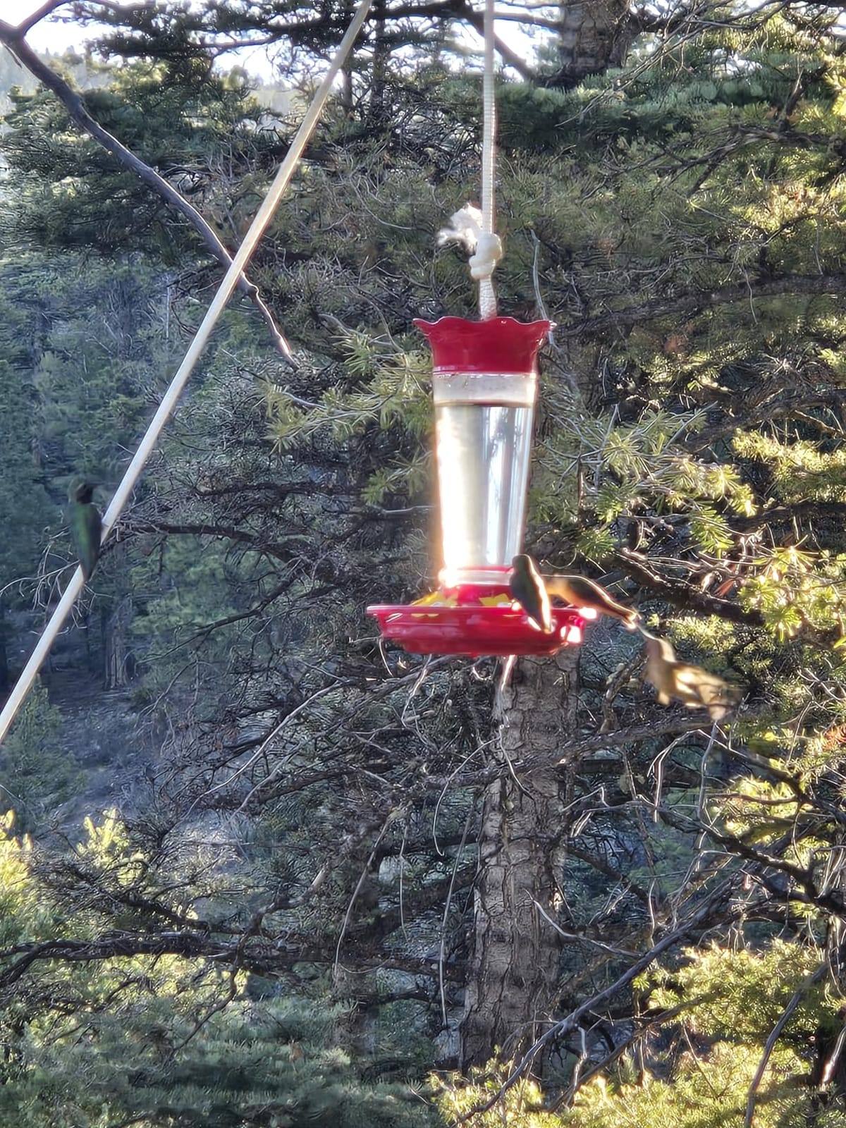 Kaytee Hummingbird ElectroNectar Wild Bird Food, Ready to Use, 64 Ounces customer photo 2
