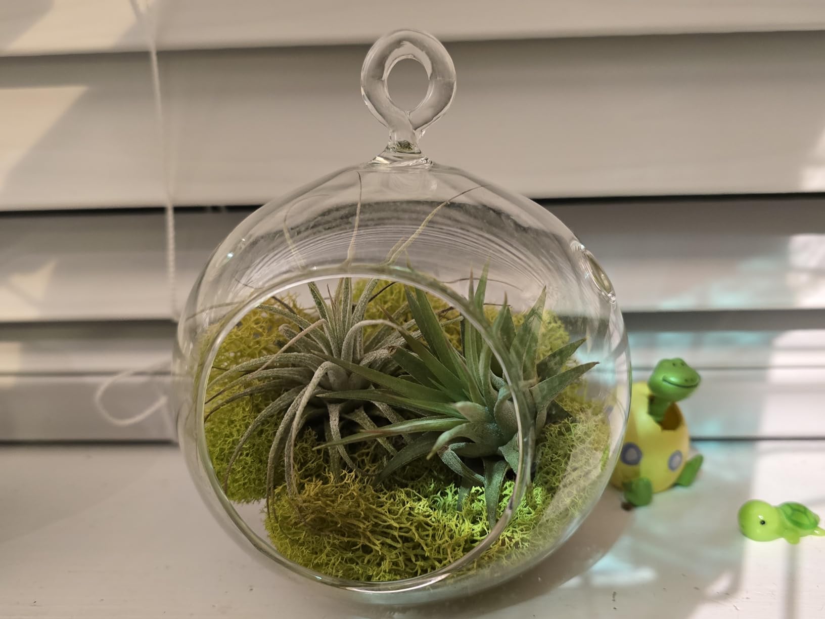 Stunning Flat Bottom Globe Terrarium Kit with Small Assorted Air Plants, Beige Stones and Moss Plant Terrarium - Live Tillandsia Air Plants Holder–Glass Terrariums for Plants and Succulents customer photo 1