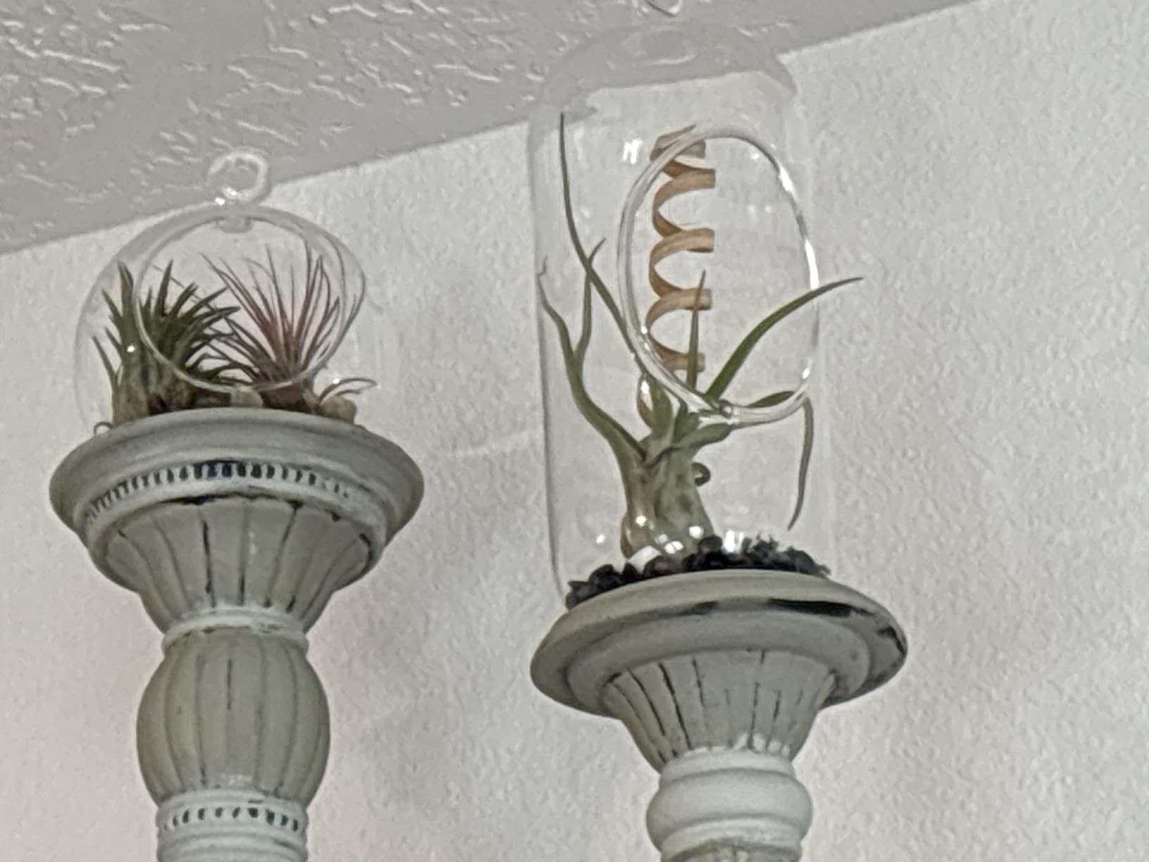 Stunning Flat Bottom Globe Terrarium Kit with Small Assorted Air Plants, Beige Stones and Moss Plant Terrarium - Live Tillandsia Air Plants Holder–Glass Terrariums for Plants and Succulents customer photo 2