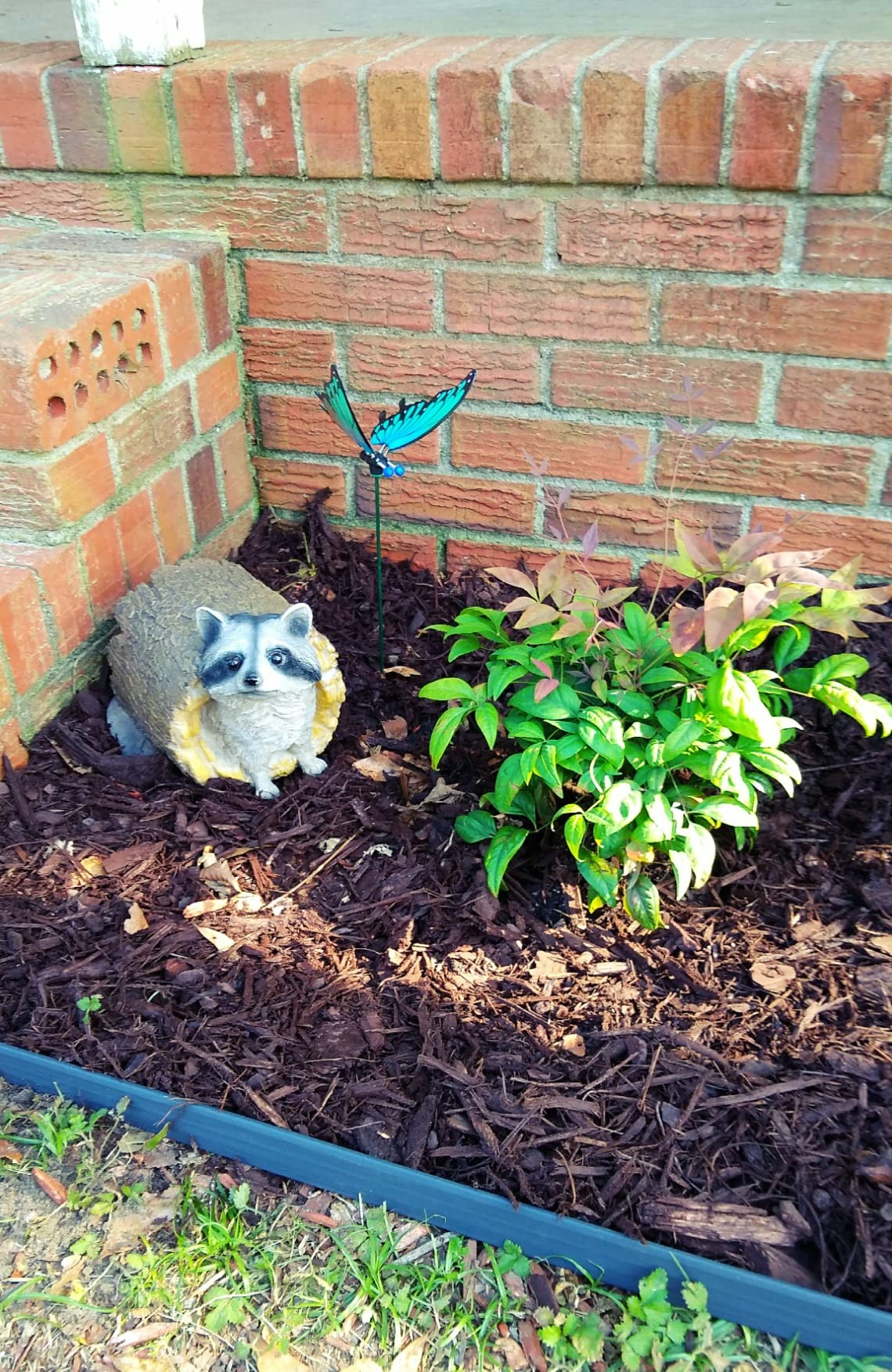 Design Toscano Bandit the Raccoon Indoor/Outdoor Garden Animal Statue, 10 customer photo 1