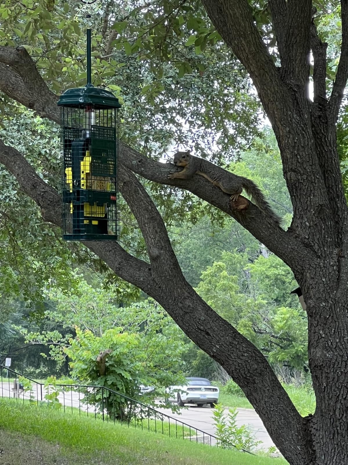 Squirrel Buster Standard Squirrel-proof Bird Feeder w/4 Metal Perches, 1.3-pound Seed Capacity, garden green customer photo 1