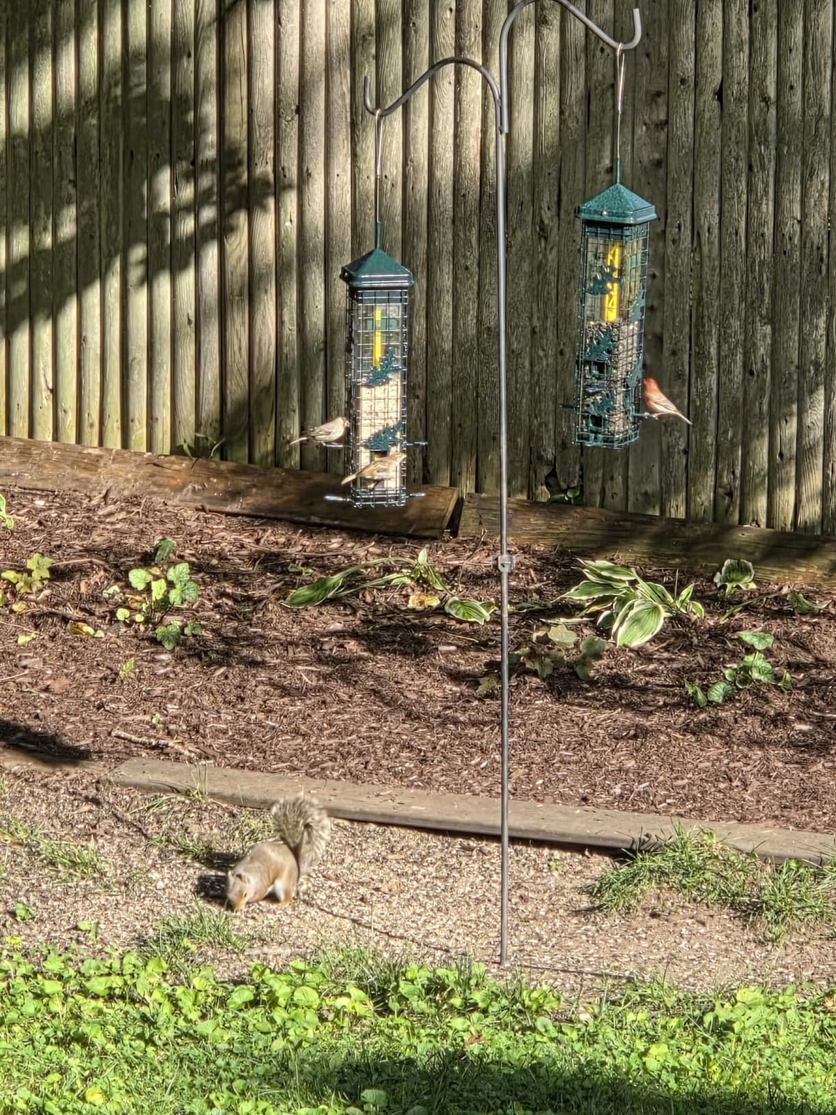 Brome Squirrel Solution200 Squirrel-Proof Bird Feeder w/6 Feeding Ports, 3.4-pound Seed Capacity, Free Seed Funnel customer photo 2