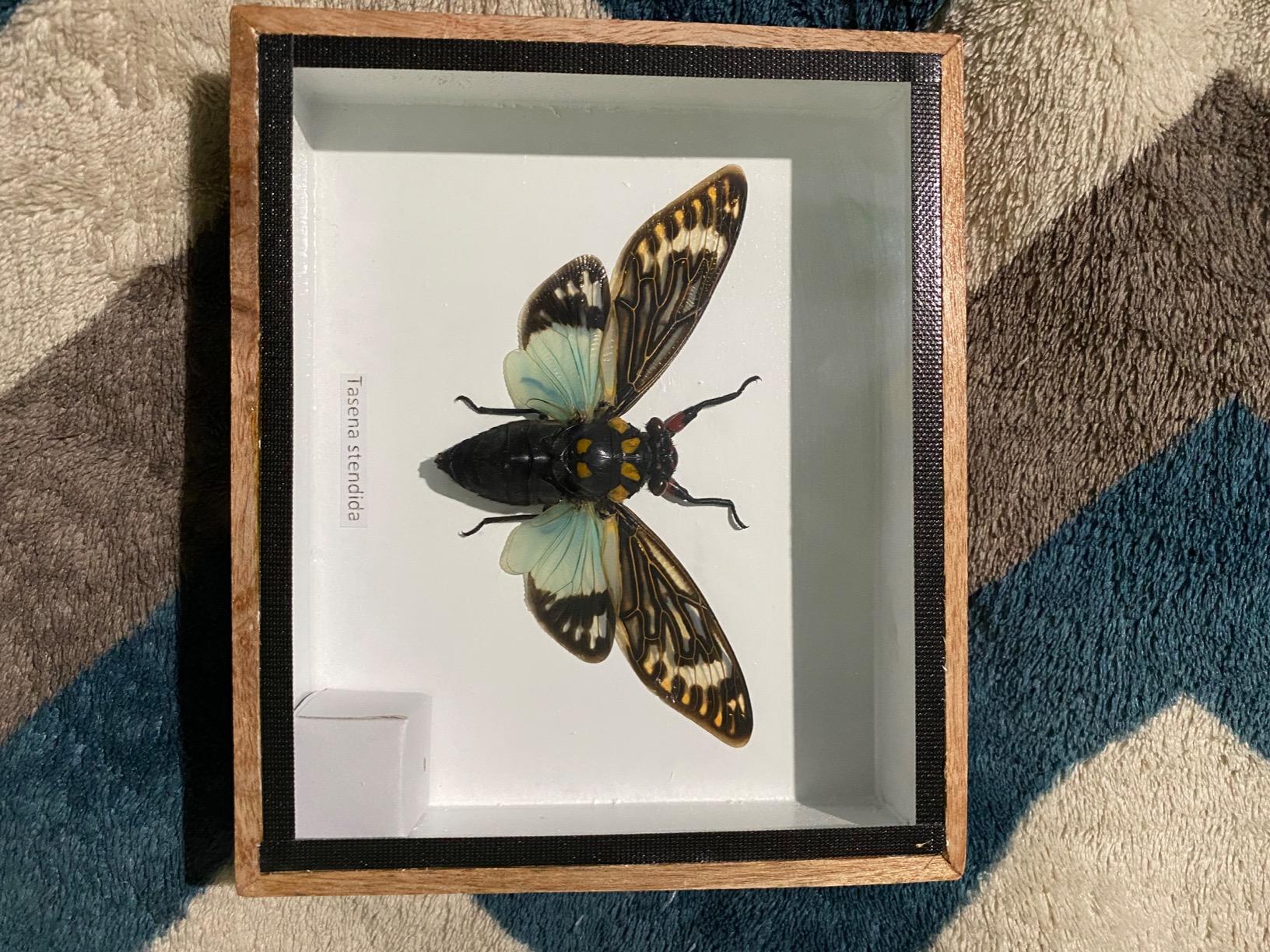 Real Exotic Cicada Blue Wings - Taxidermy Collection Framed in a Wooden Box customer photo 1