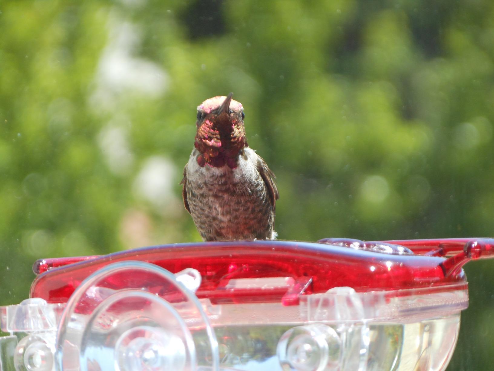 Aspects ASPECTS437 The Gem Window Hummingbird Feeder customer photo 1