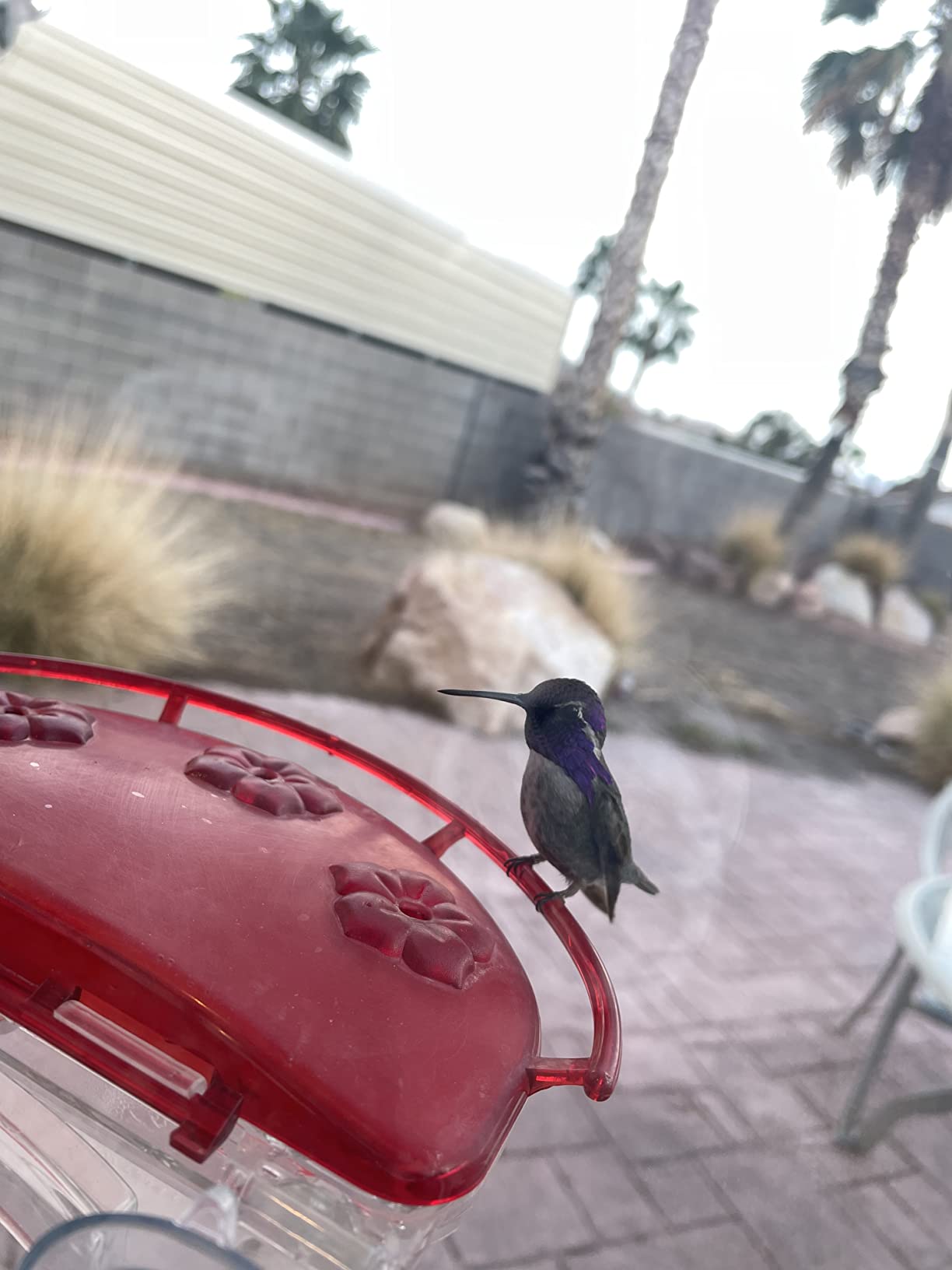 Aspects ASPECTS437 The Gem Window Hummingbird Feeder customer photo 2