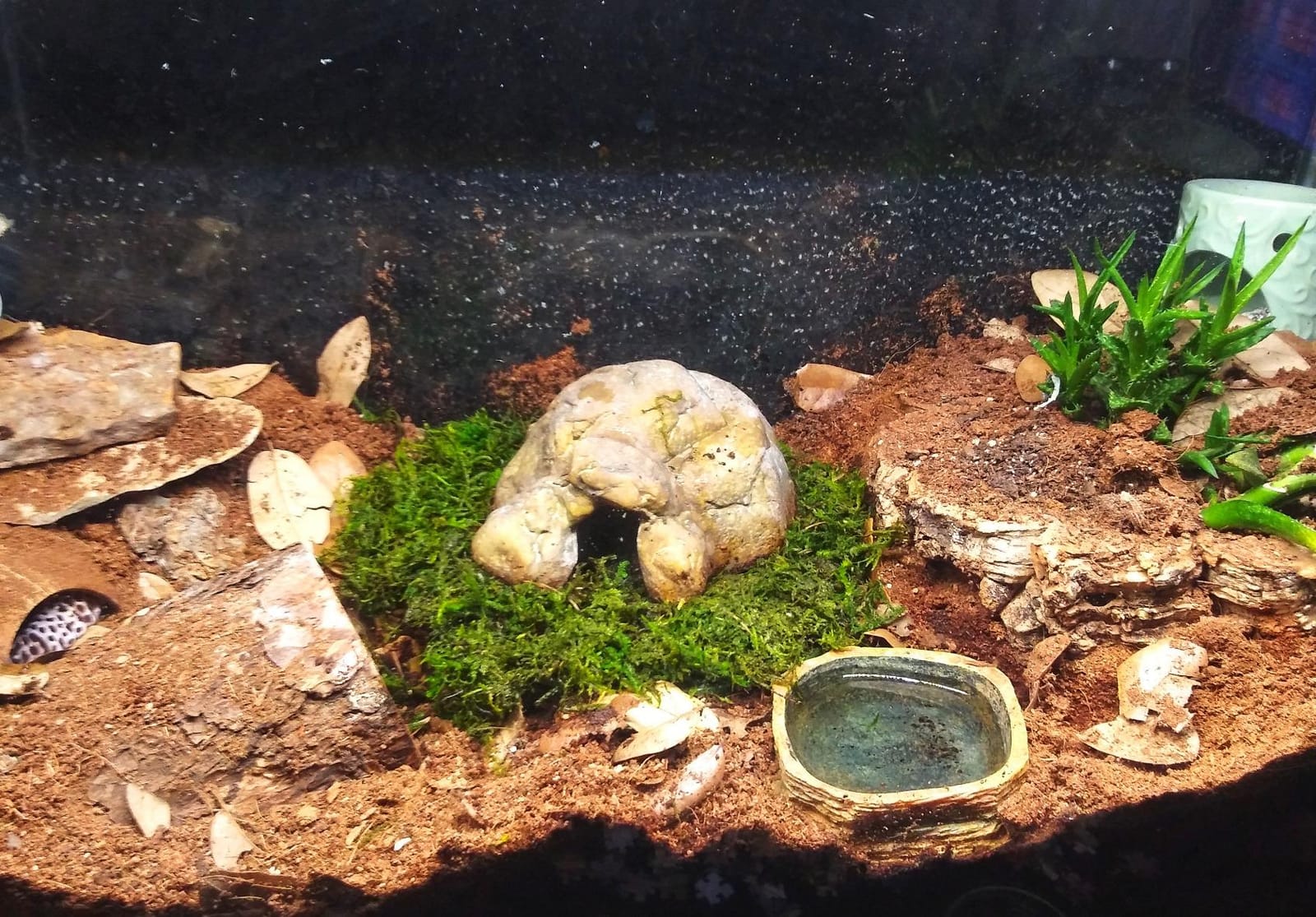 Galápagos (05213) Terrarium Green Sphagnum Moss, Natural, 4 Quart customer photo 2