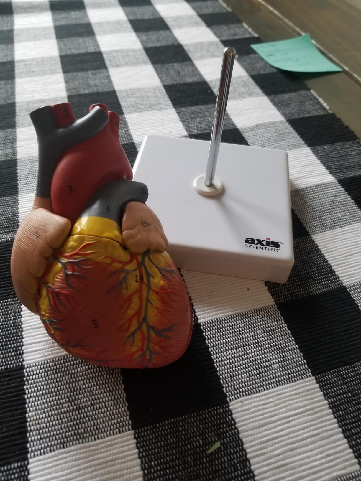Life-Size Human Heart Model | 2-Part Magnetic Design with 34 Clearly Labeled Internal Structures, Mounted on Base customer photo 1
