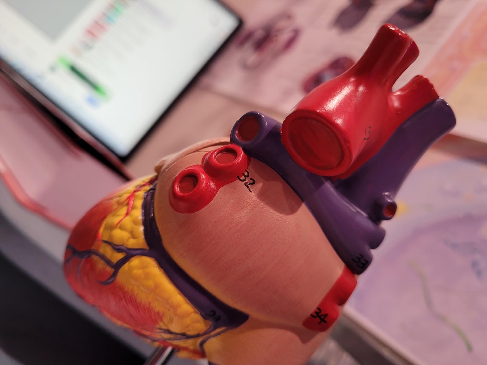 Life-Size Human Heart Model | 2-Part Magnetic Design with 34 Clearly Labeled Internal Structures, Mounted on Base customer photo 2