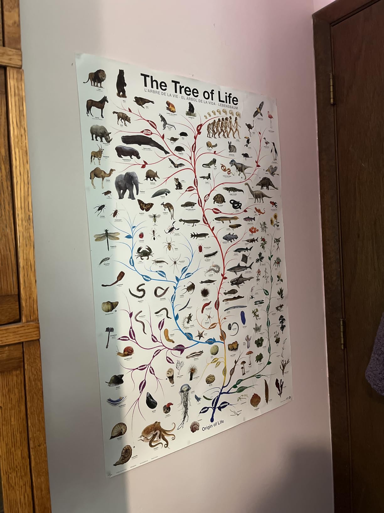 Picture Peddler Evolution The Tree of Life Novelty Biology Science Chart Education Print Poster 24x36 customer photo 1