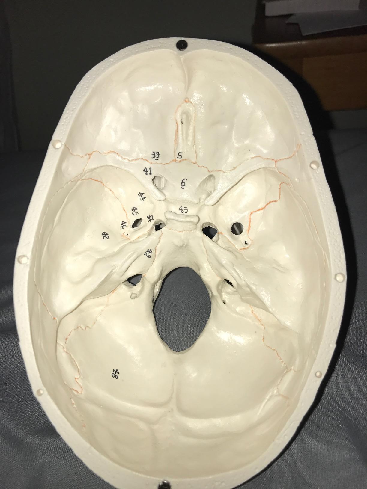 hBARSCI Numbered Human Skull Model - Medical Quality - 3 Parts w/Removable Calvaria, Articulated Mandible, Painted Sutures, 55 Numbered Features - Anatomy Skull, Plastic Skull Replica customer photo 1