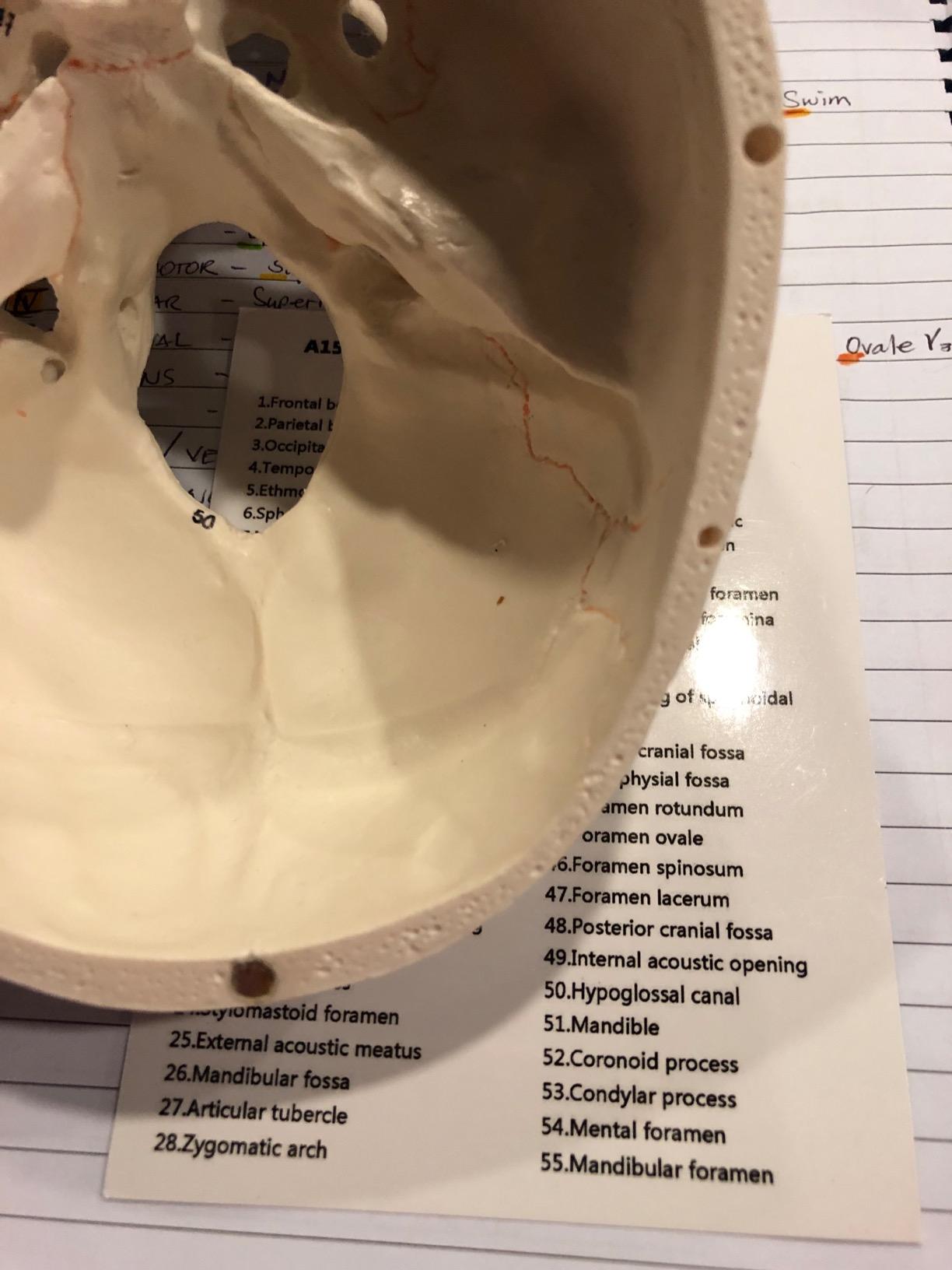 hBARSCI Numbered Human Skull Model - Medical Quality - 3 Parts w/Removable Calvaria, Articulated Mandible, Painted Sutures, 55 Numbered Features - Anatomy Skull, Plastic Skull Replica customer photo 2