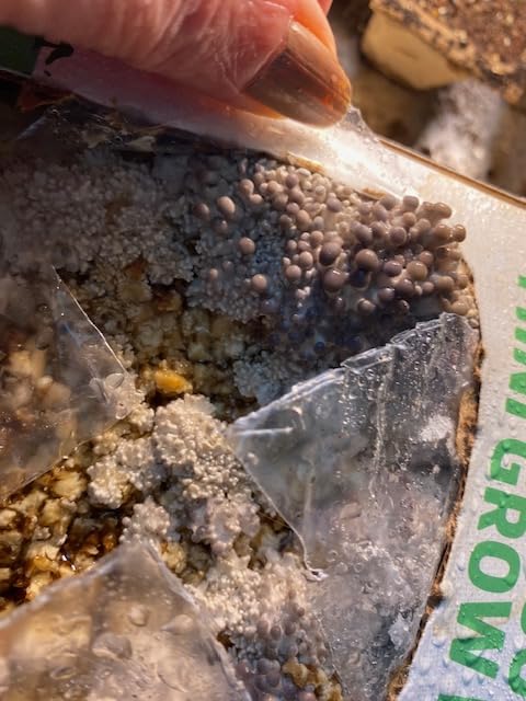 Back to the Roots Organic Mini Mushroom Grow Kit, Harvest Gourmet Oyster Mushrooms In 10 days, Top Gardening Gift, Holiday Gift, & Unique Gift customer photo 1