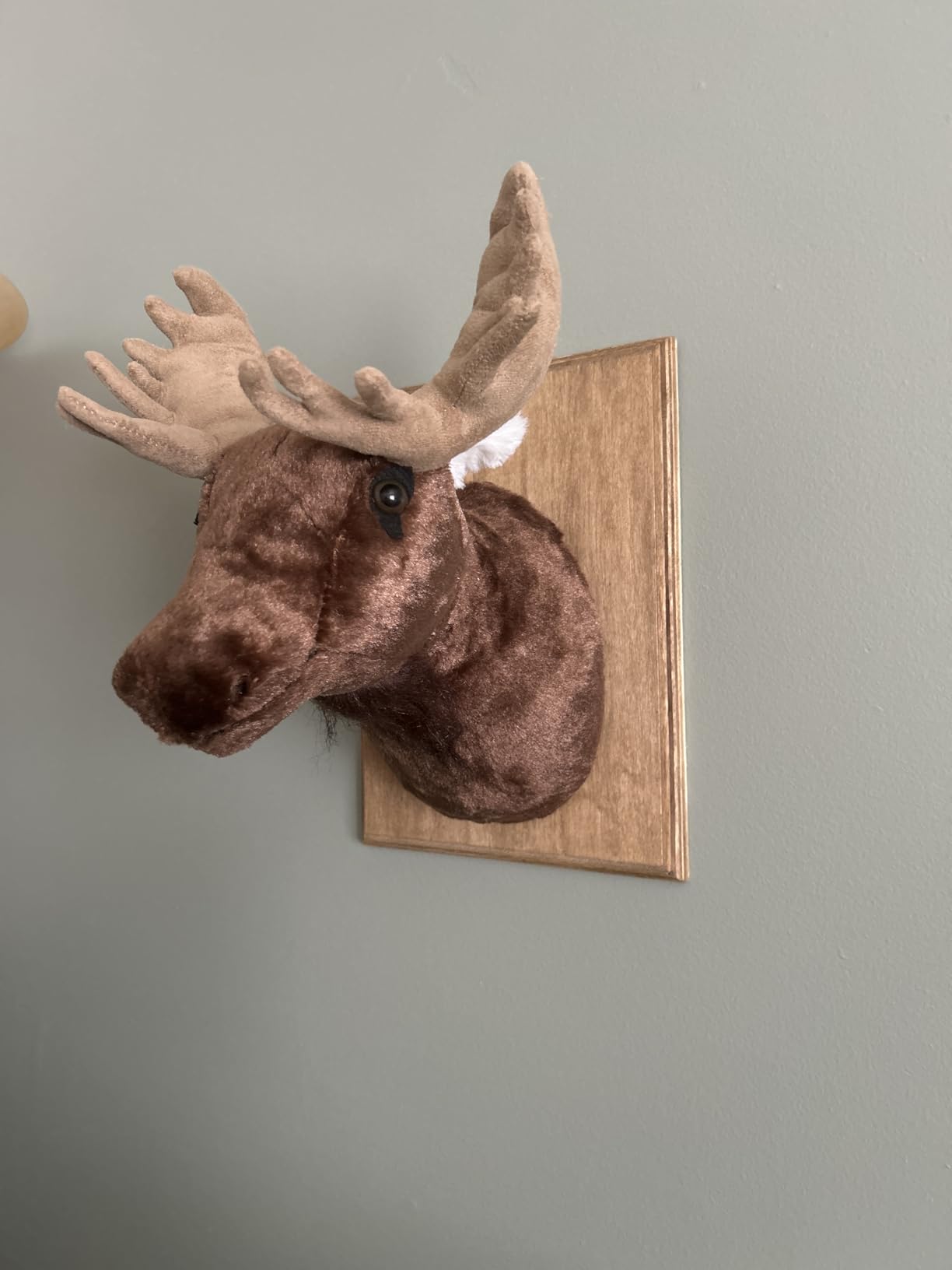 Adore 13