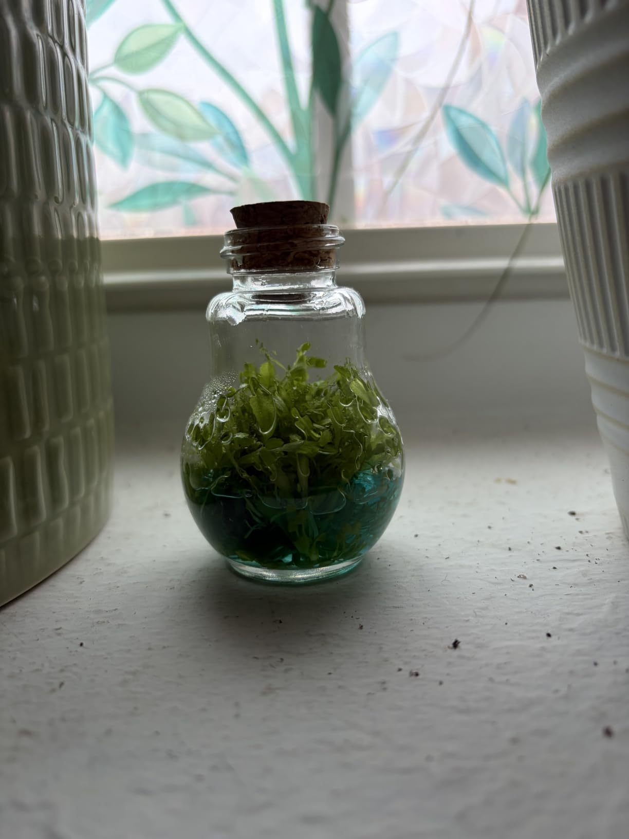 Venus Fly Trap, Grow Your Own Venus Flytrap in a 100% Self Sustaining Glass Terrarium, Maintenance Free, Easy to Grow, Healthy Growth Guarantee customer photo 1