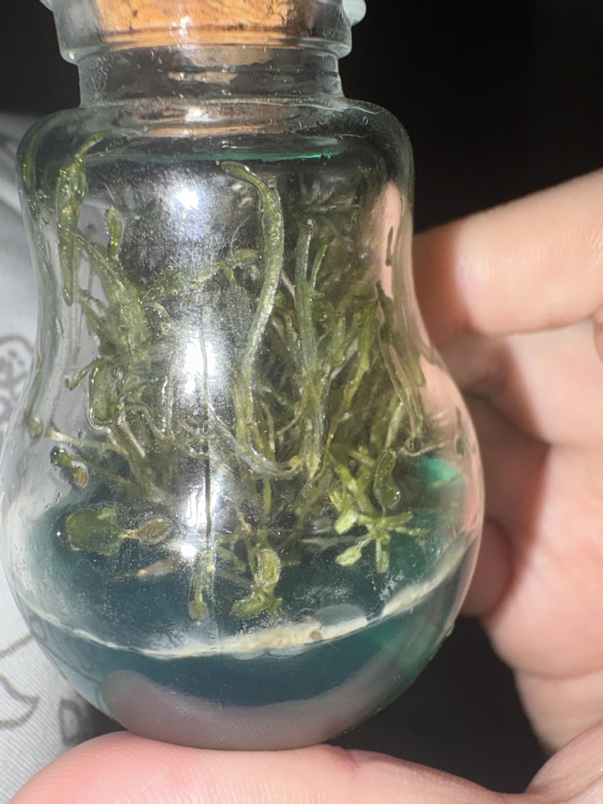 Venus Fly Trap, Grow Your Own Venus Flytrap in a 100% Self Sustaining Glass Terrarium, Maintenance Free, Easy to Grow, Healthy Growth Guarantee customer photo 2