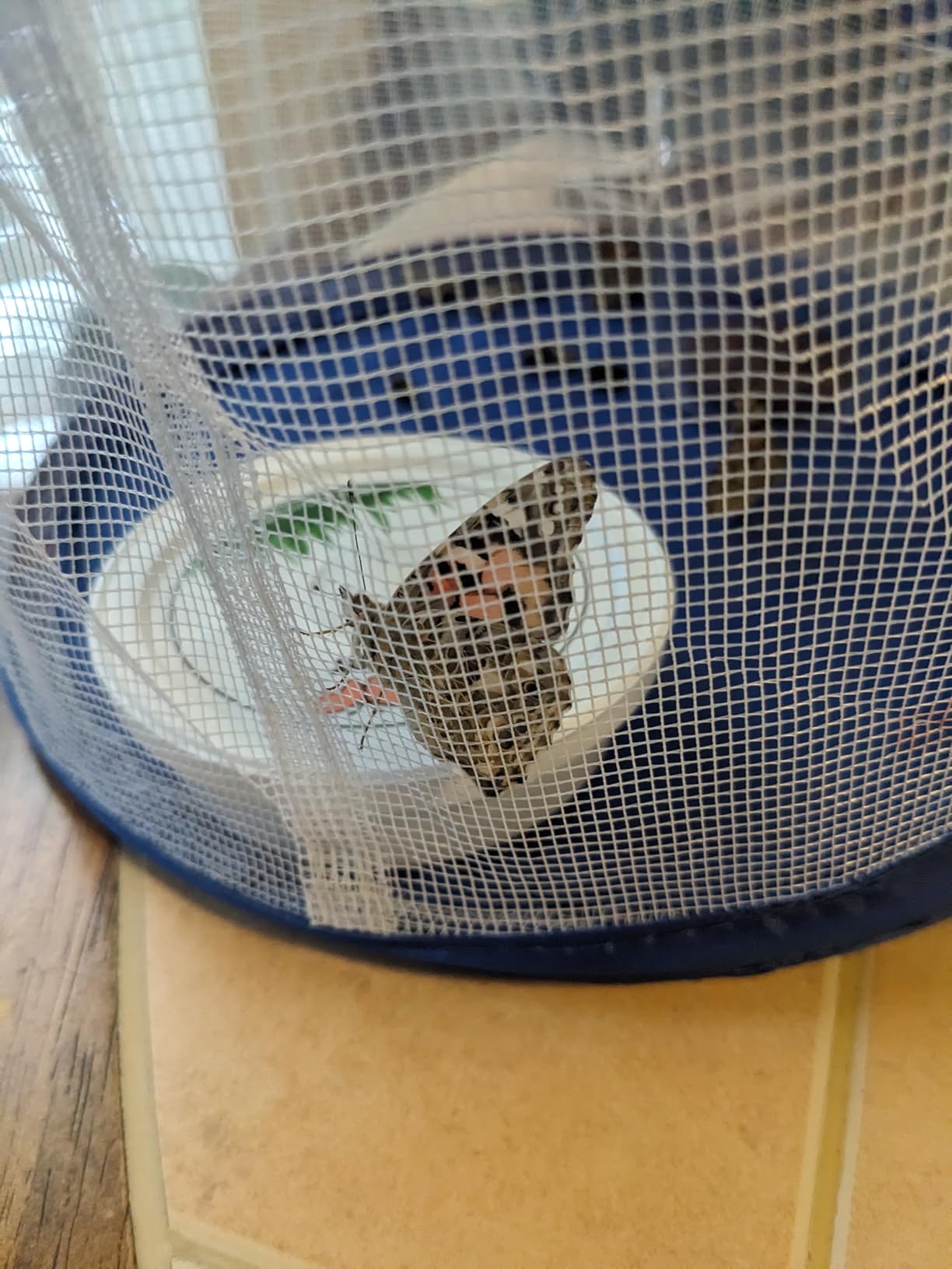 Complete Butterfly Kit with Live Caterpillars (5 Painted Lady) and Habitat | Watch caterpillar to butterfly metamorphosis: with cage, rearing supplies, hands-on science for kids, guaranteed live arrival customer photo 2