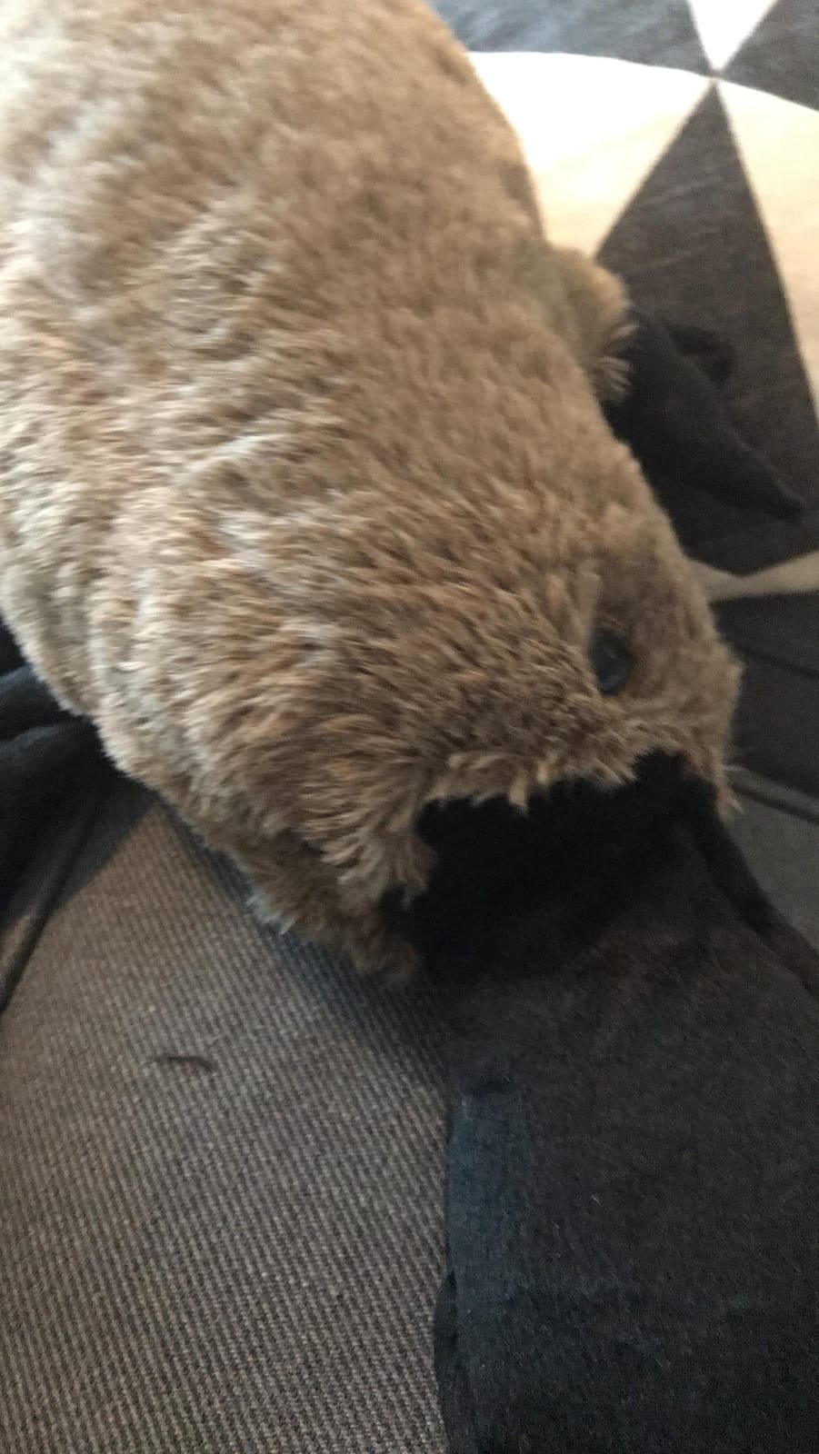 TigerHart Prudence The Platypus - 21 Inch Stuffed Animal Plush customer photo 2